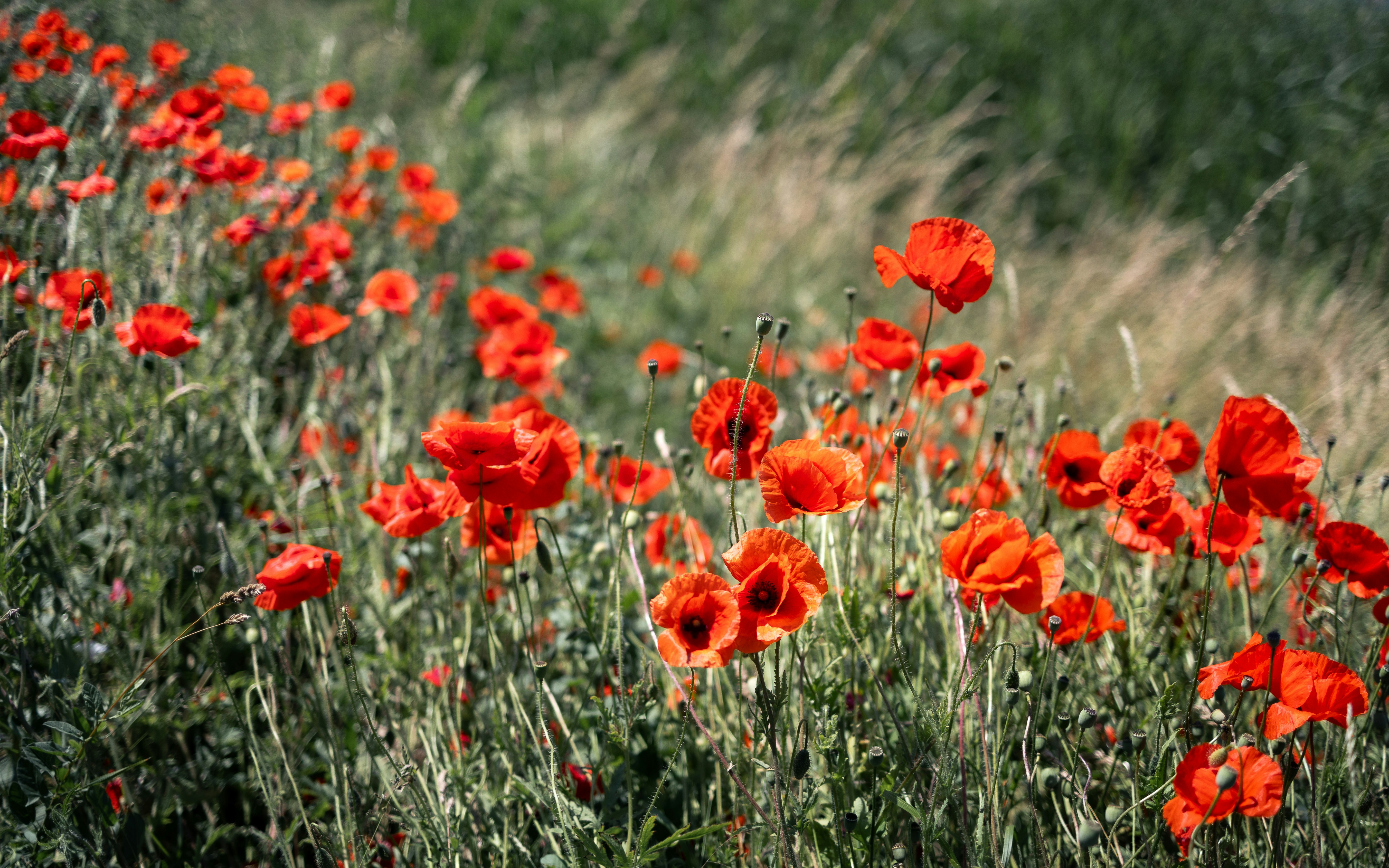 Photo by marekpiwnicki