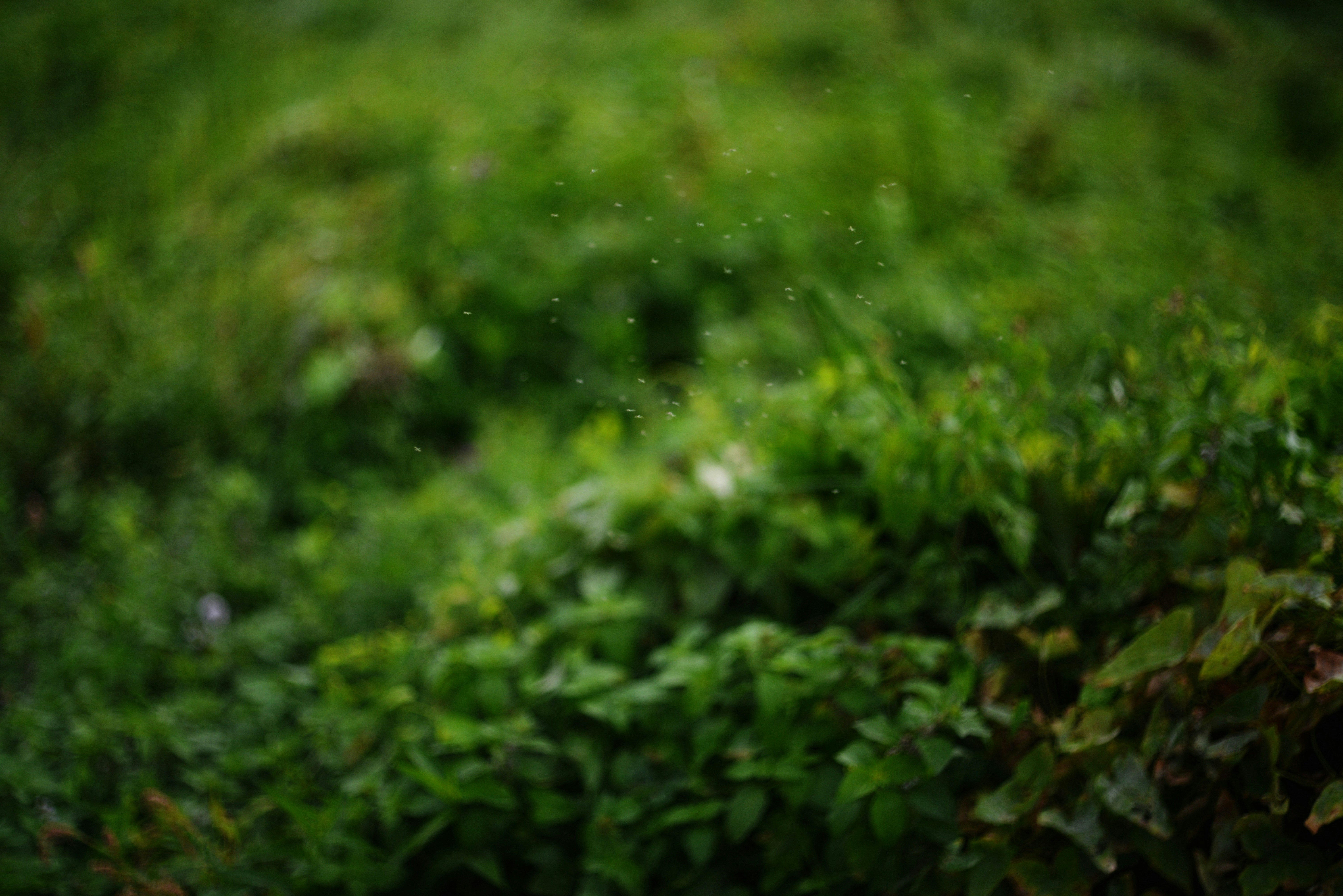 Photo by cherstve_pechivo