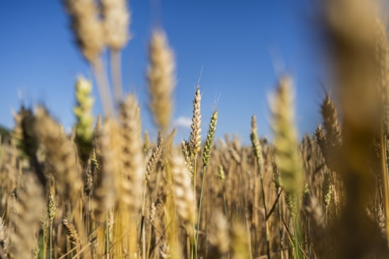 A view of a field of ripe wheat