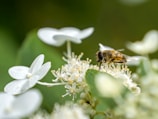 A bee is sitting on a white flower