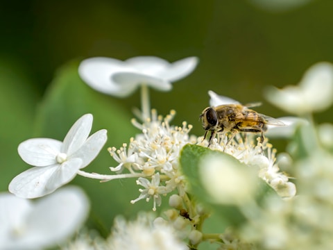 A bee is sitting on a white flower