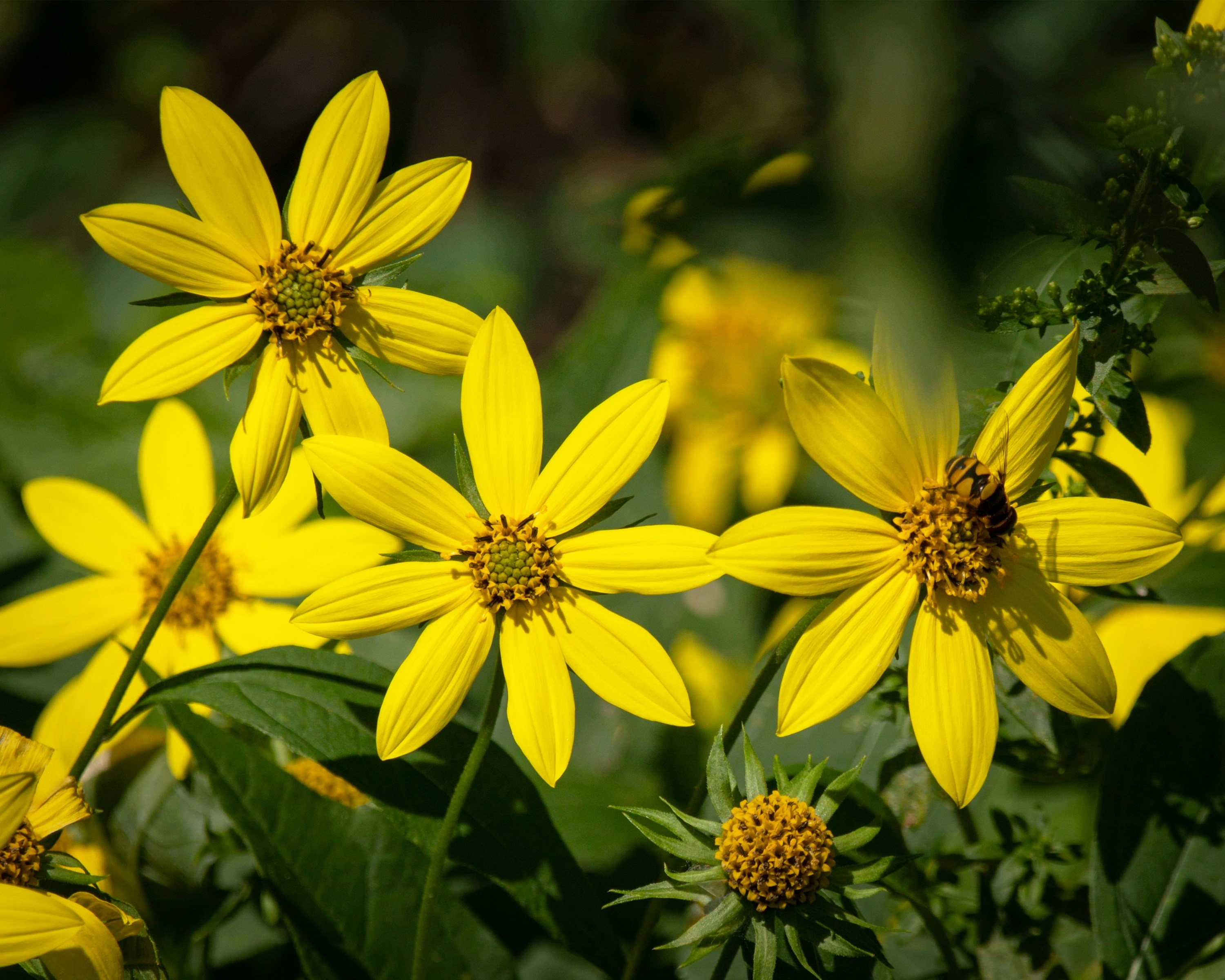 A bunch of yellow flowers in a field