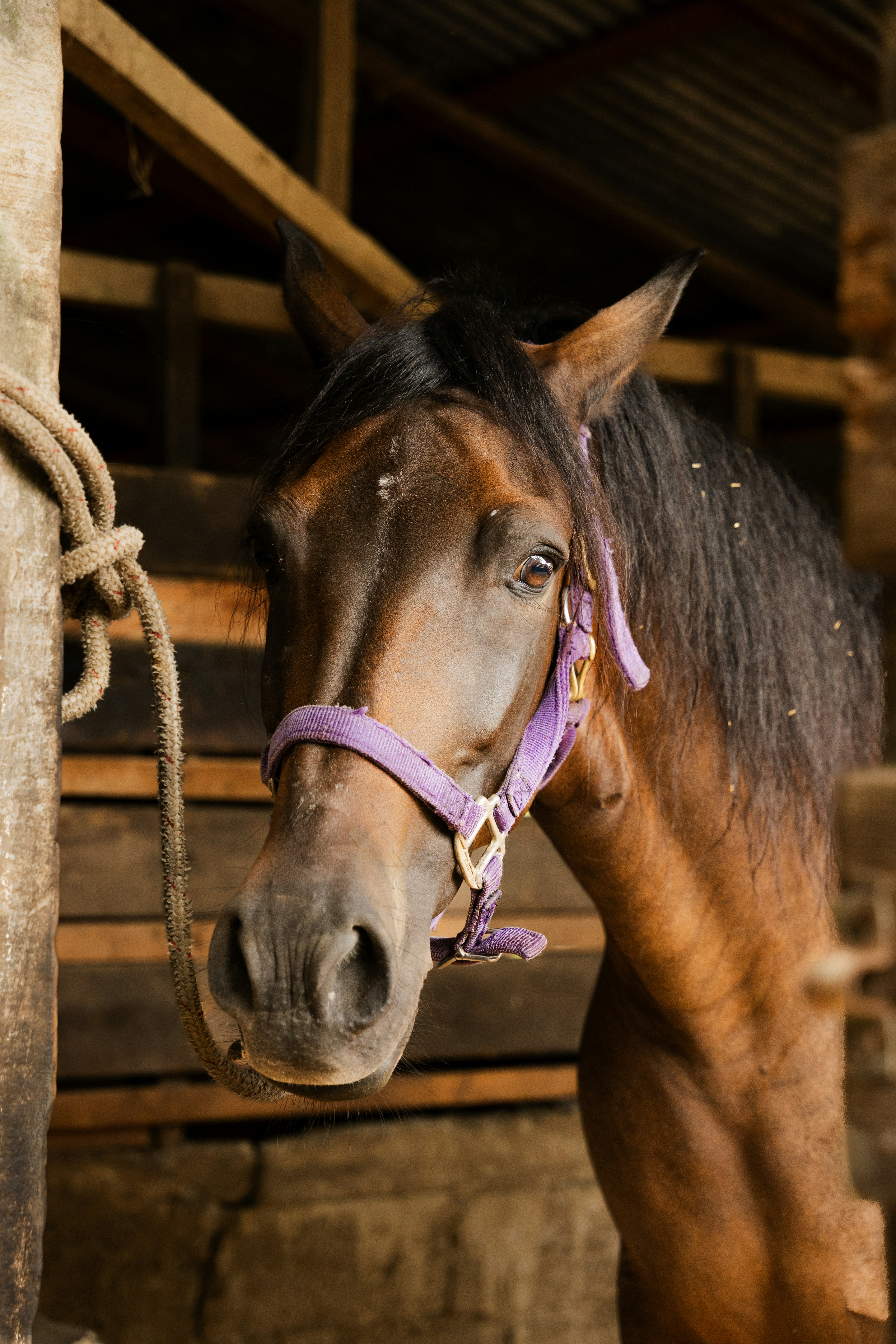 木の柵の隣に立つ茶色の馬