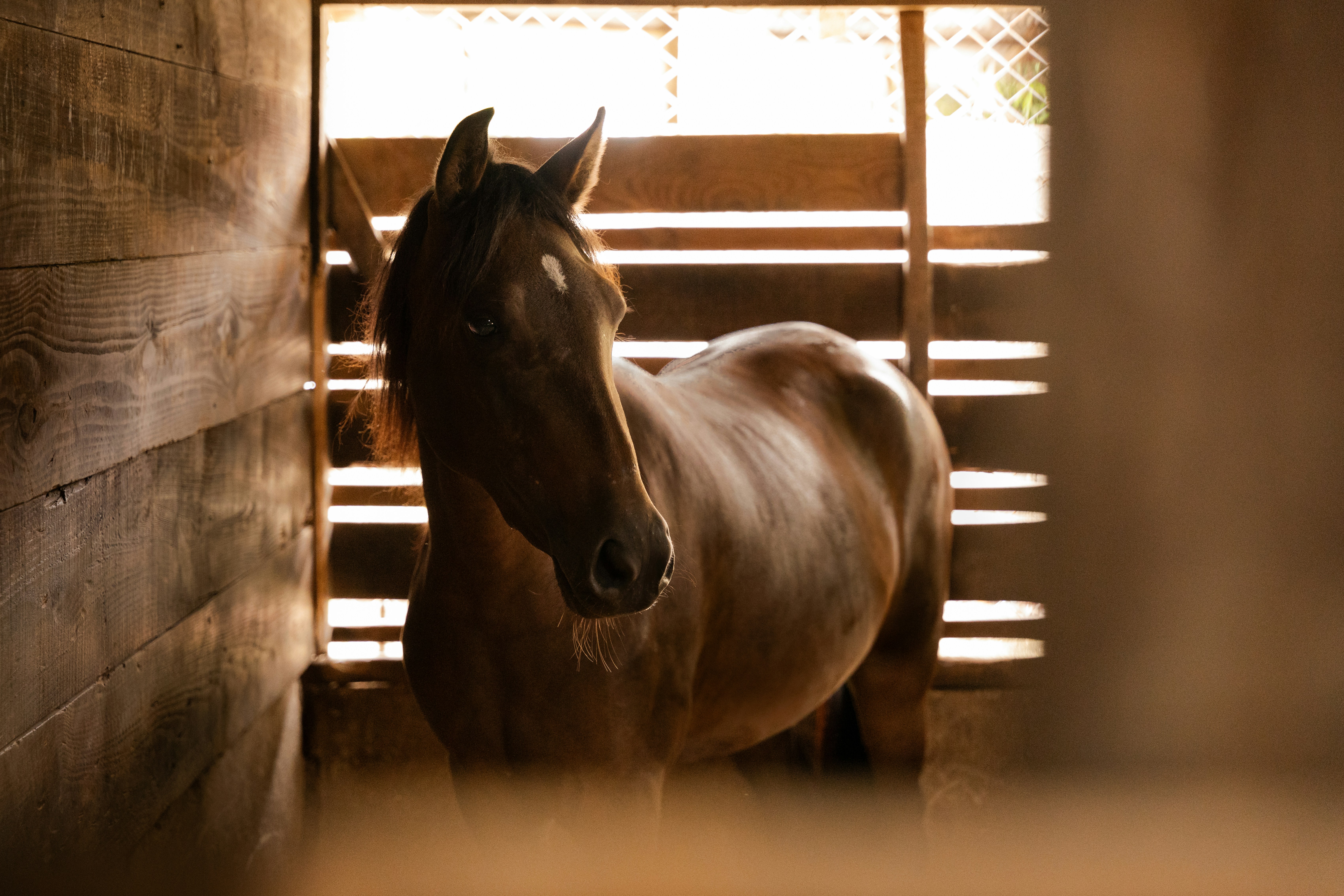 木製の柵の隣の厩舎に立つ茶色の馬