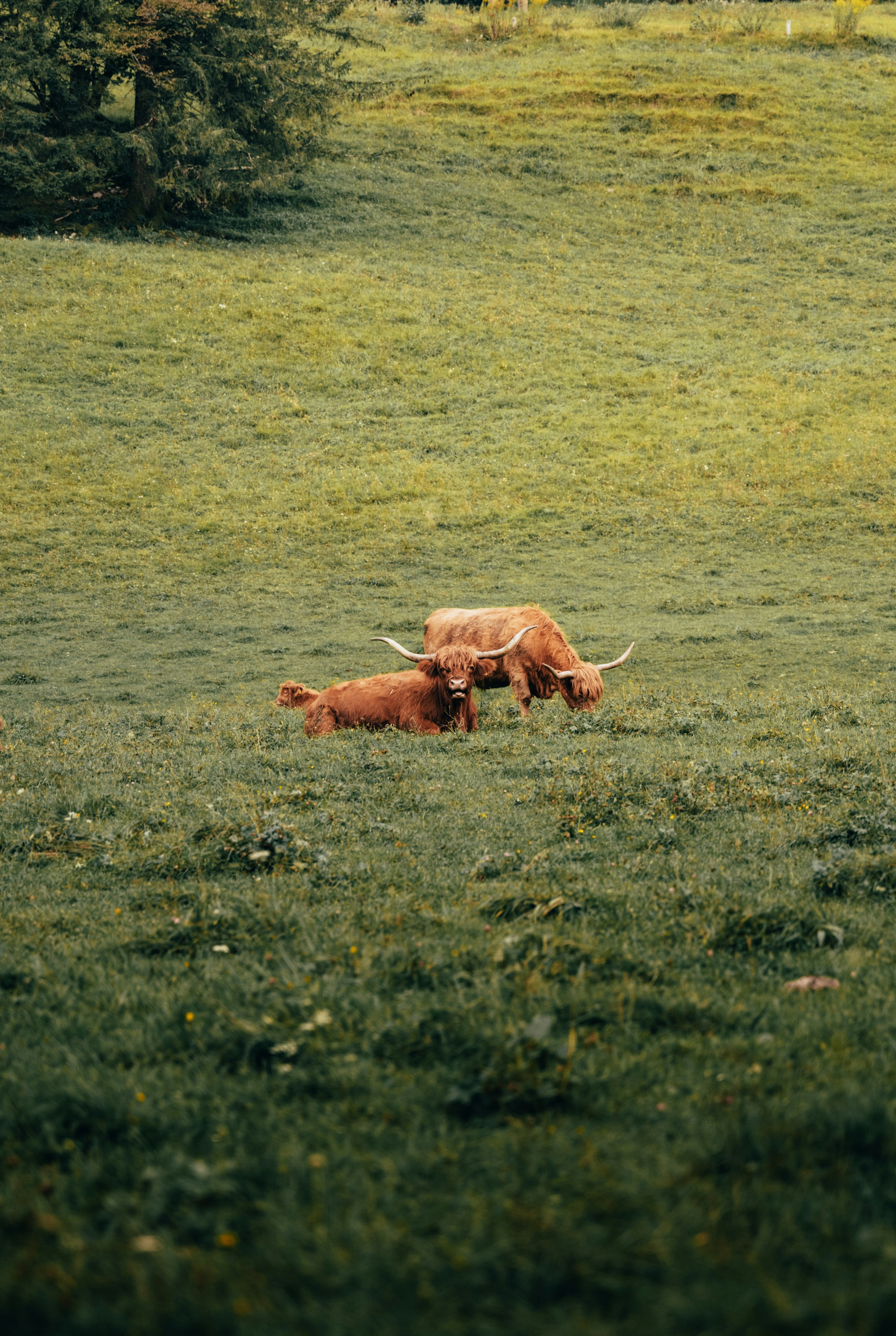 Un couple de vaches debout au sommet d’un champ verdoyant