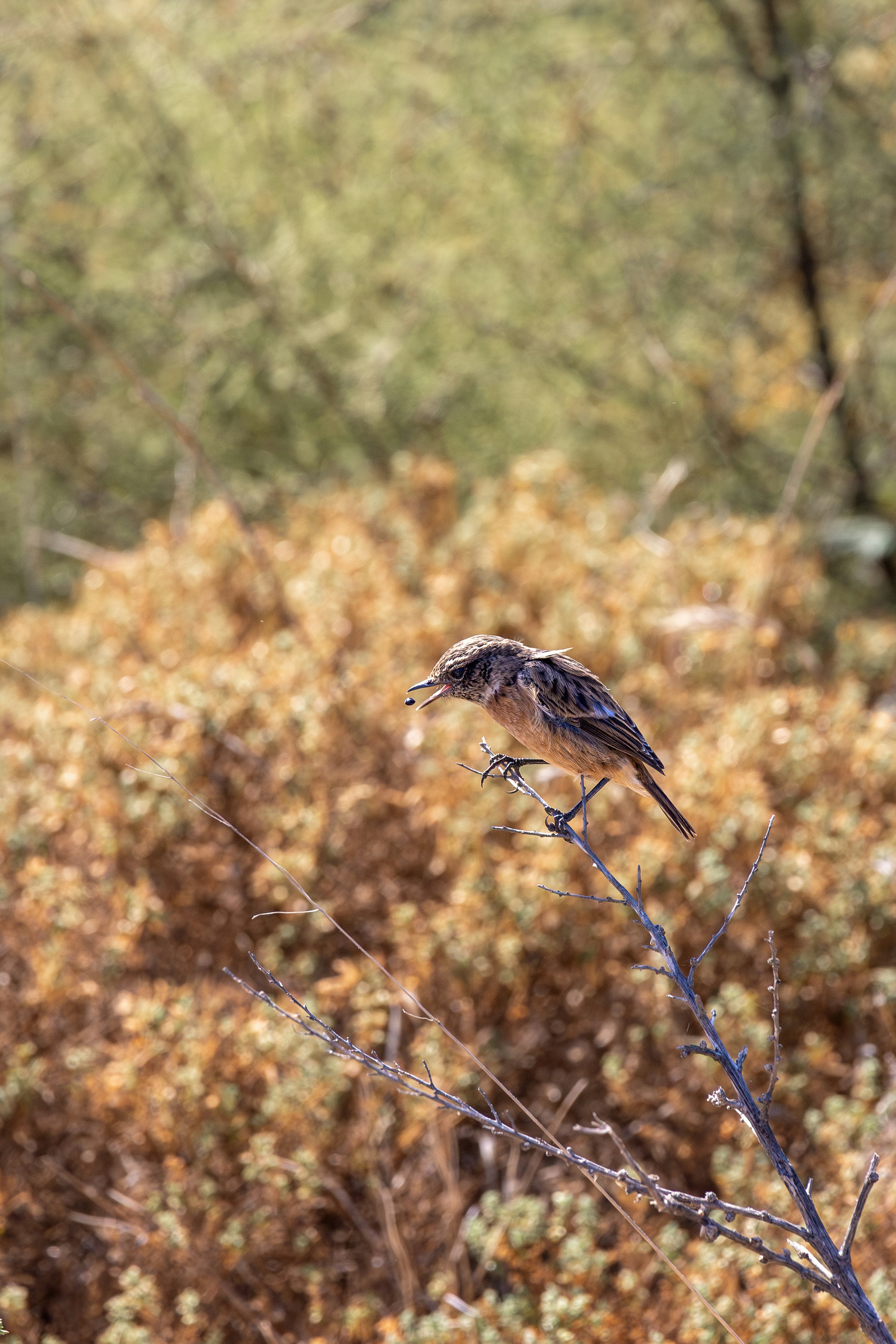 Un pequeño pájaro posado en lo alto de la rama de un árbol