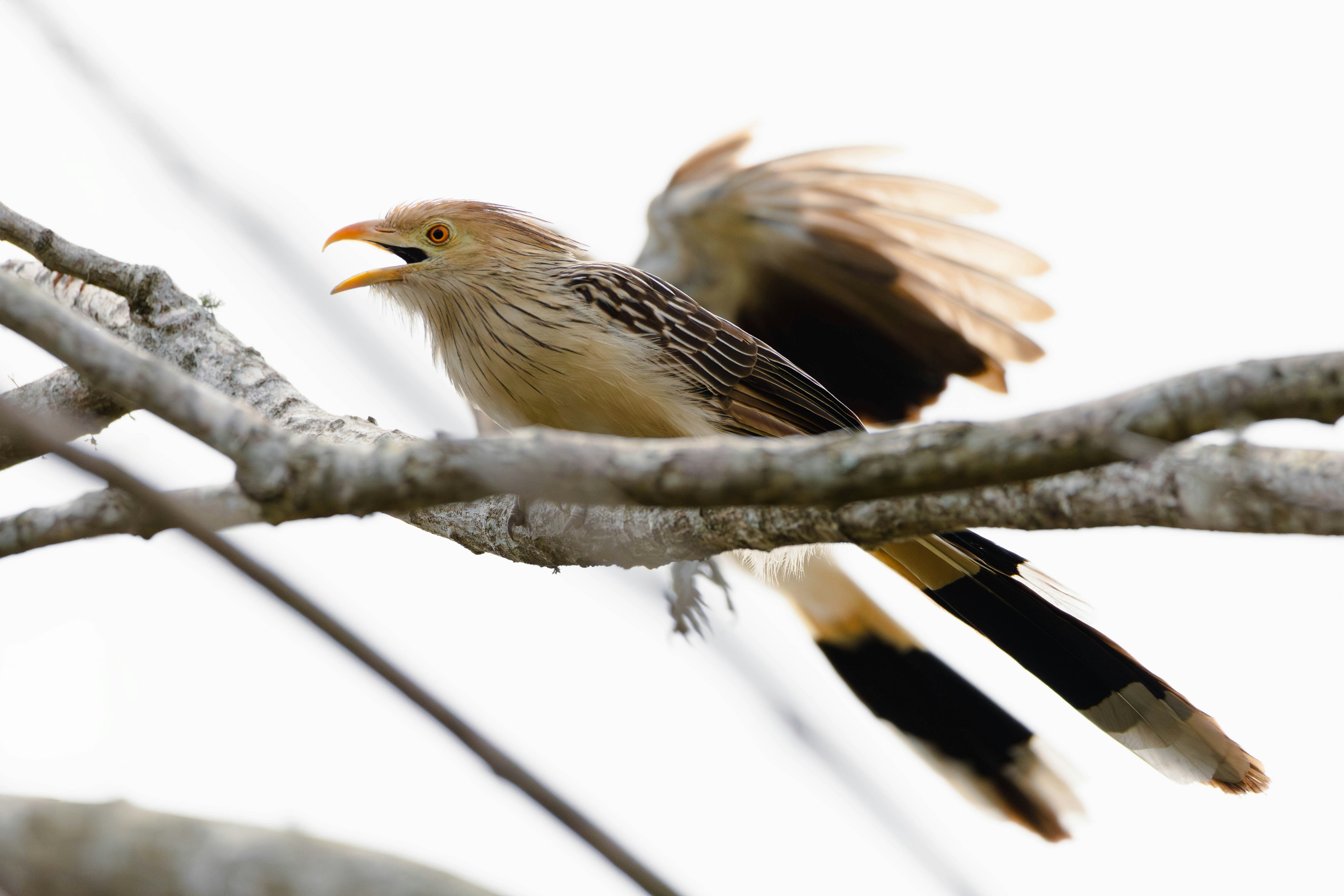 Photo by matheuskprot