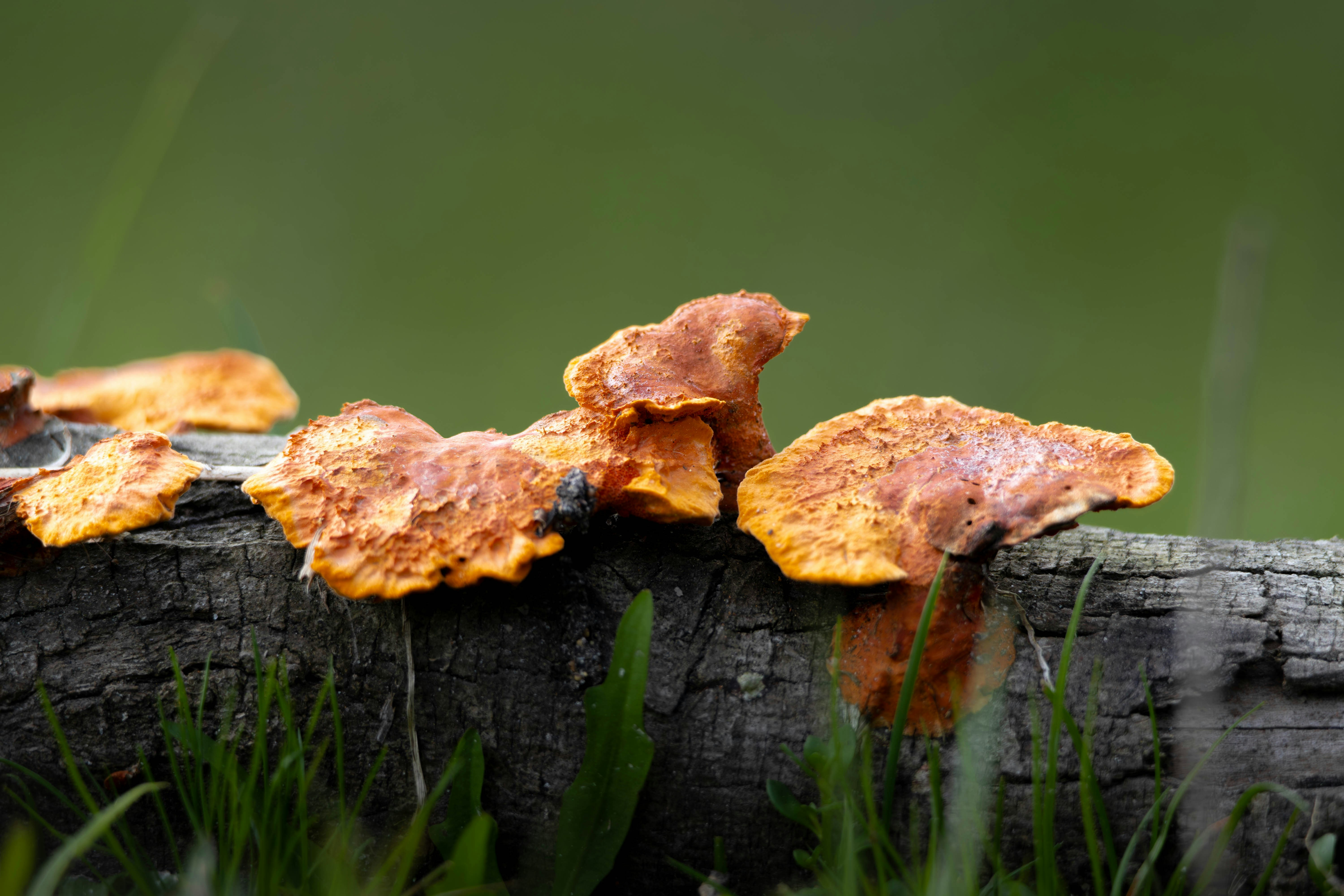 Photo by matheuskprot