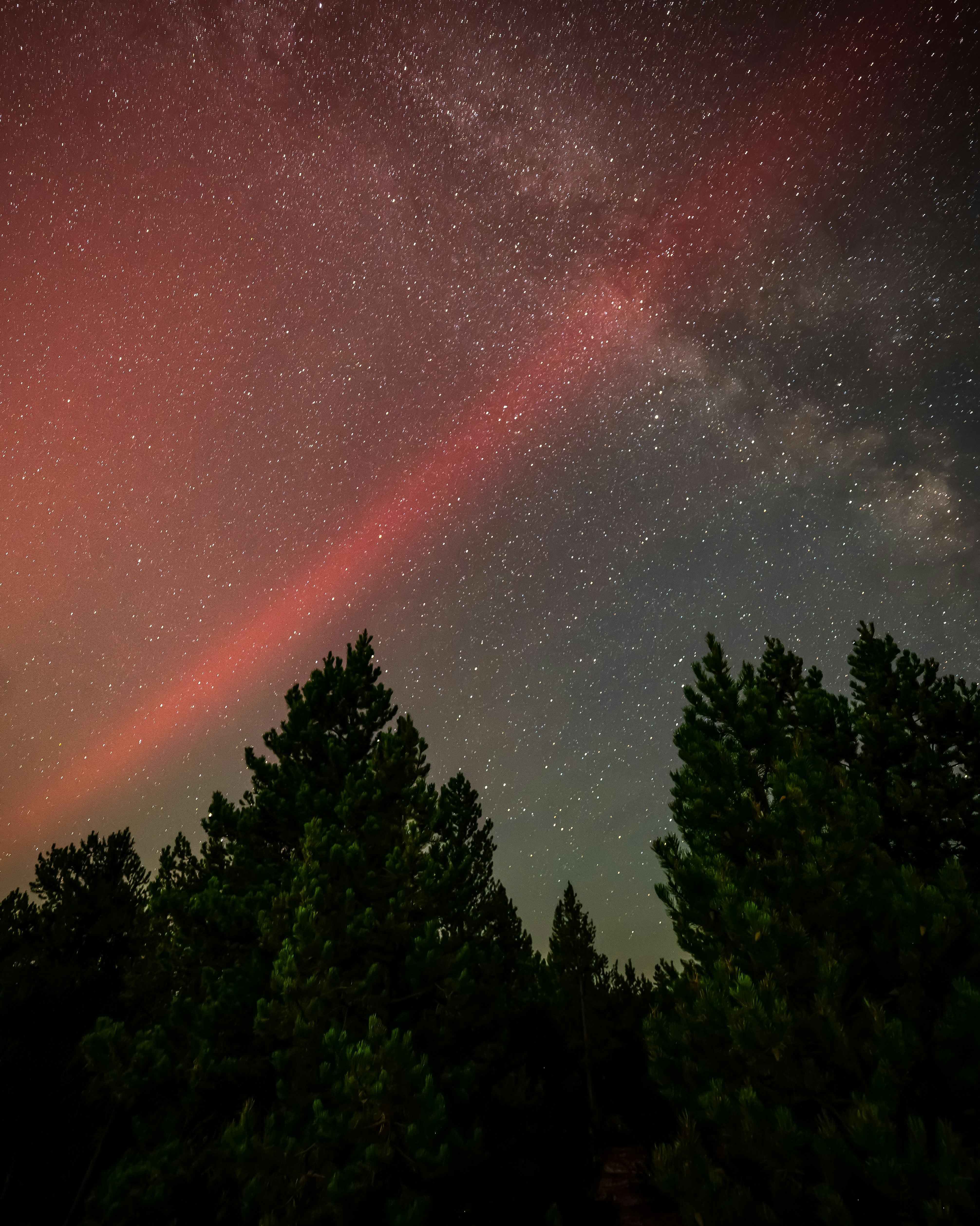 The night sky with stars and trees
