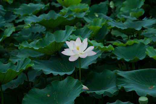 A white lotus flower in the middle of a large group of green leaves
