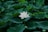 A white lotus flower in the middle of a large group of green leaves