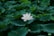 A white lotus flower in the middle of a large group of green leaves