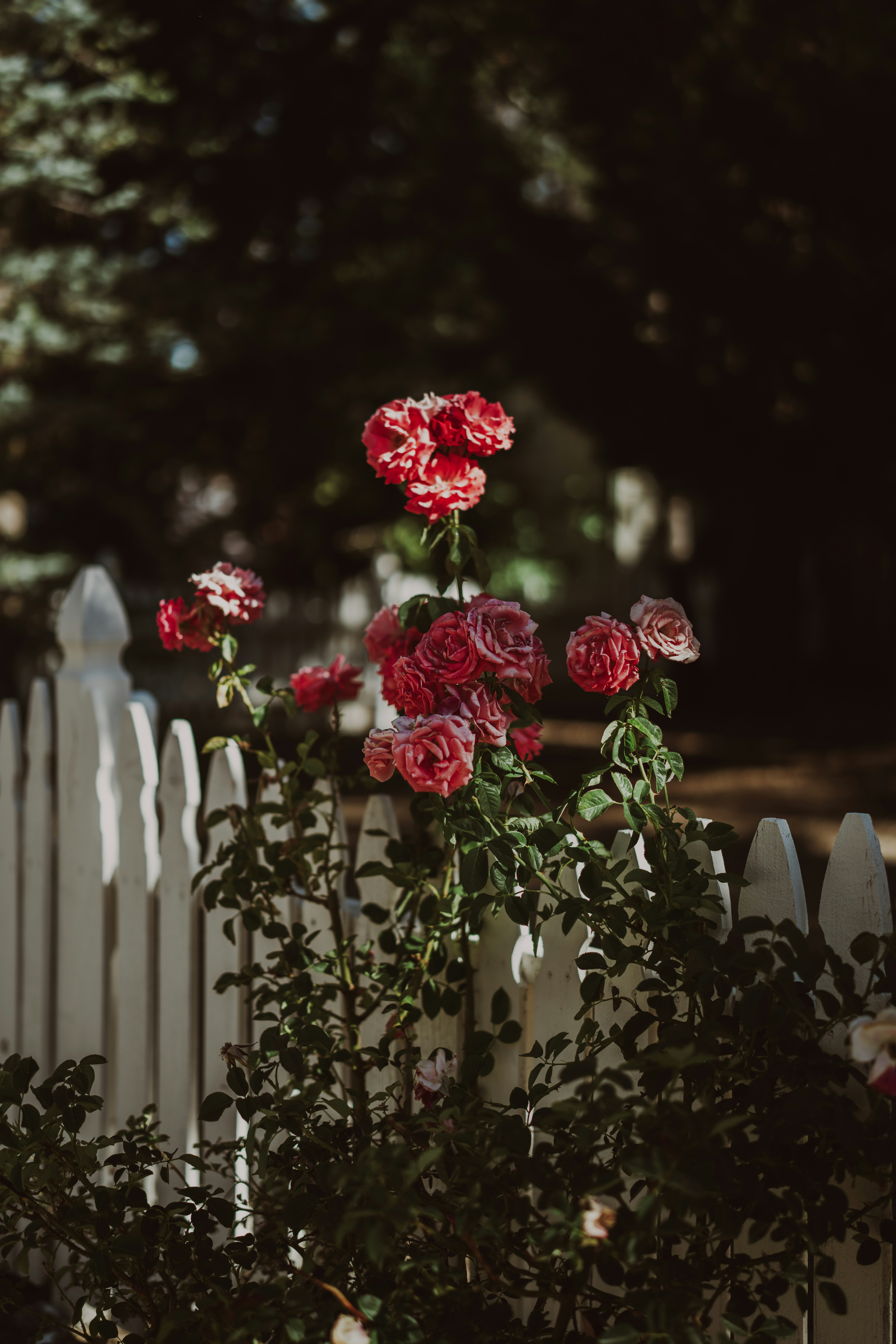A white picket fence with red flowers in it