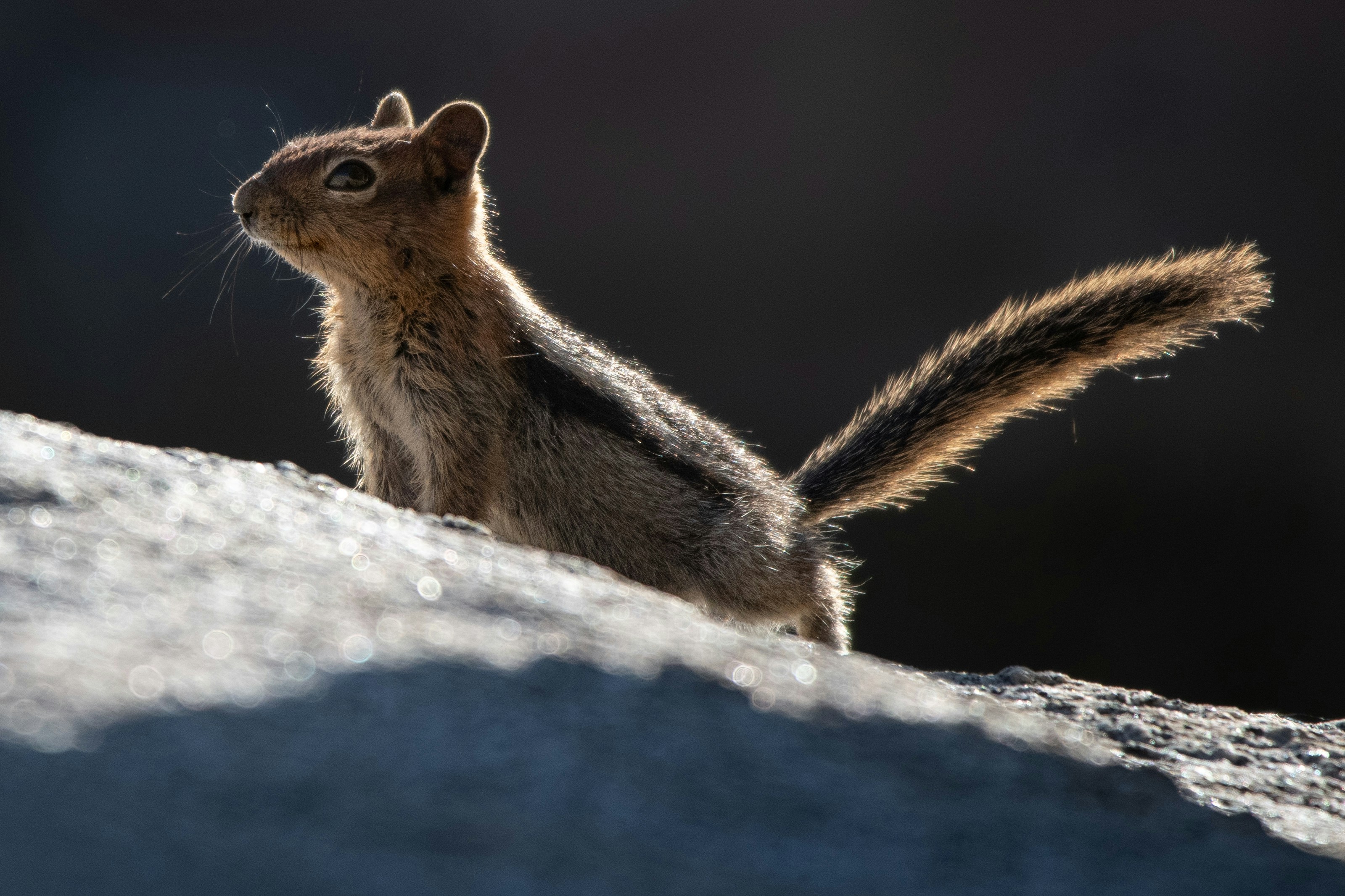 A small squirrel sitting on top of a rock