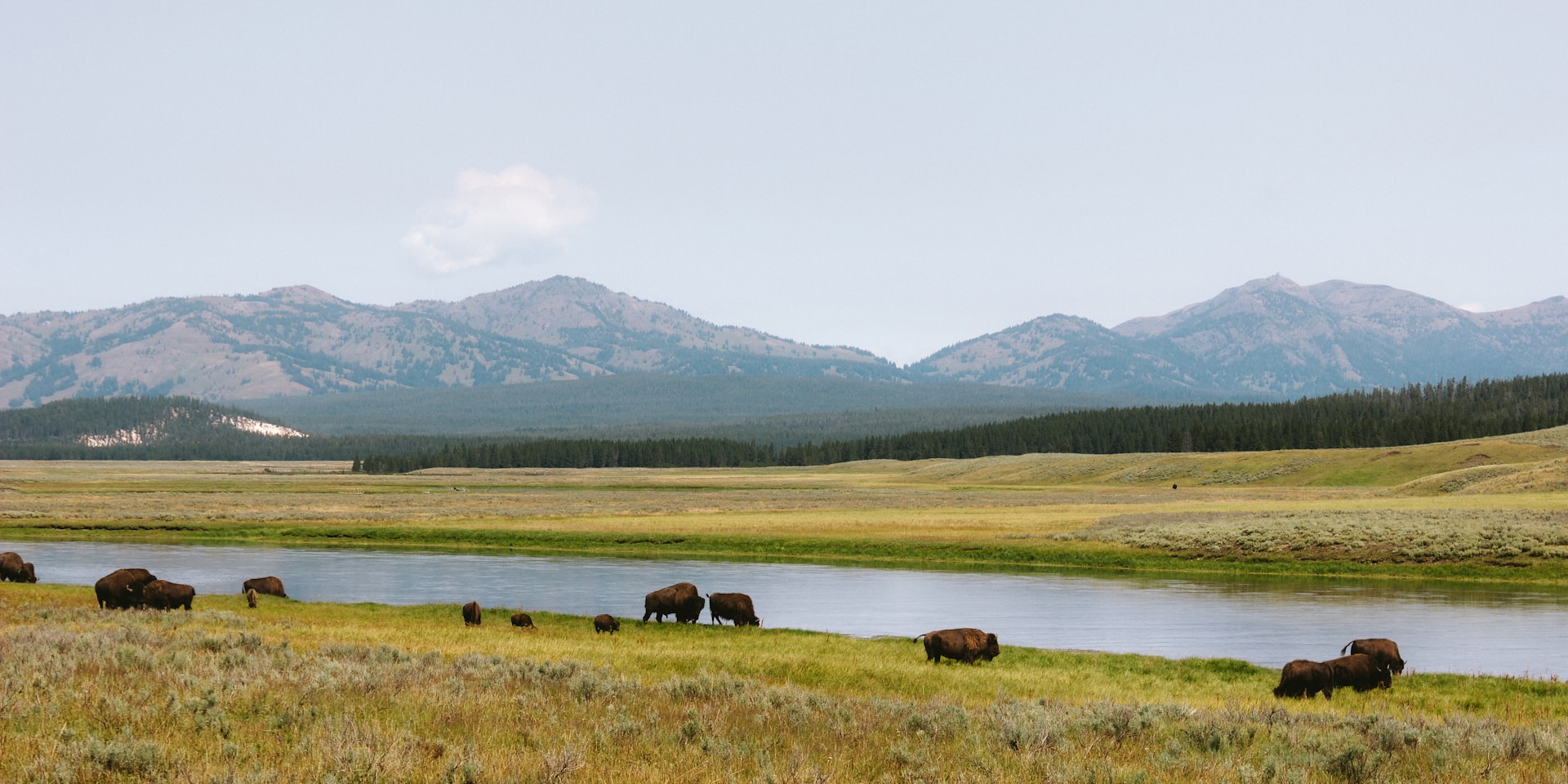 A herd of animals grazing on a lush green field