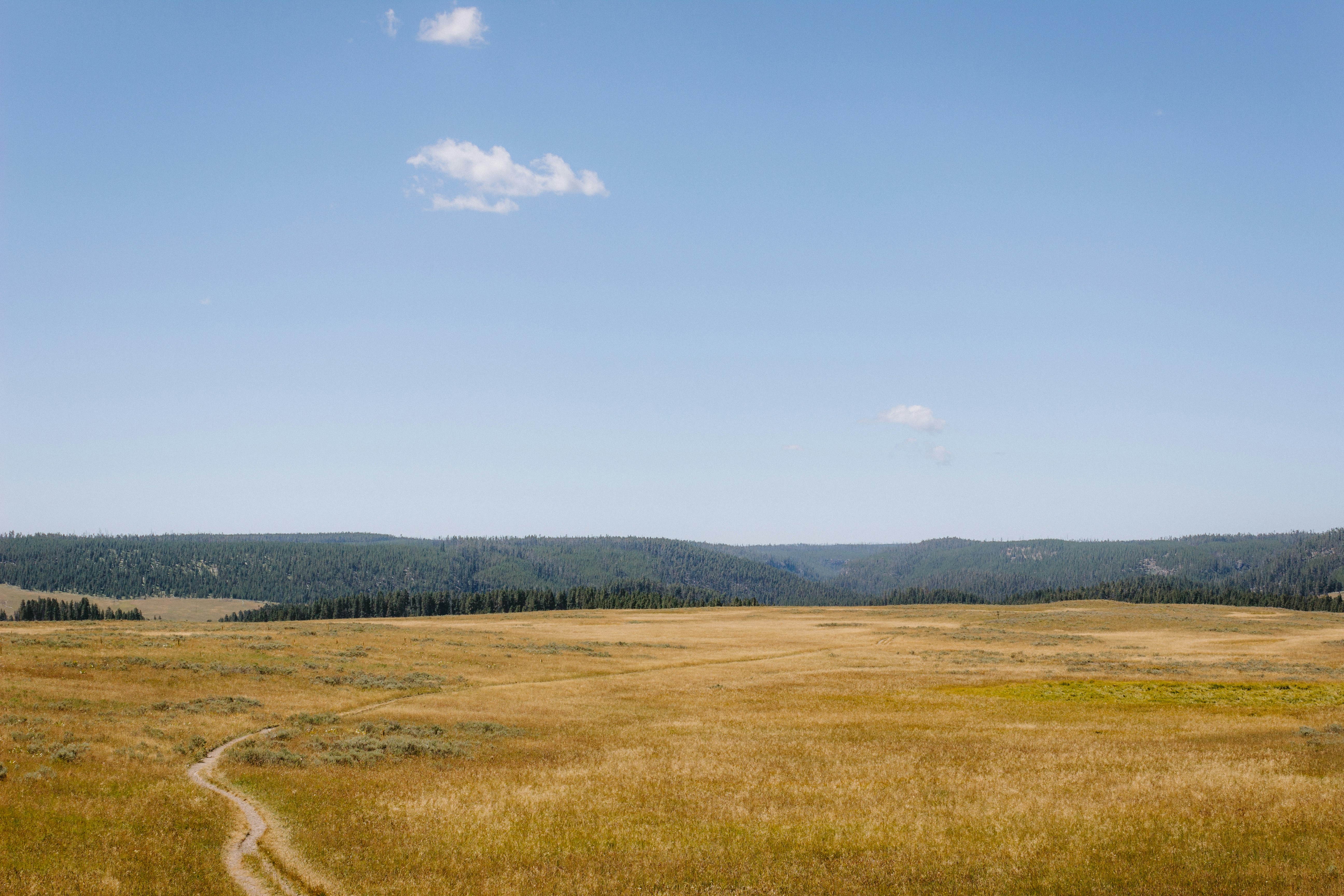 A field with a dirt road going through it