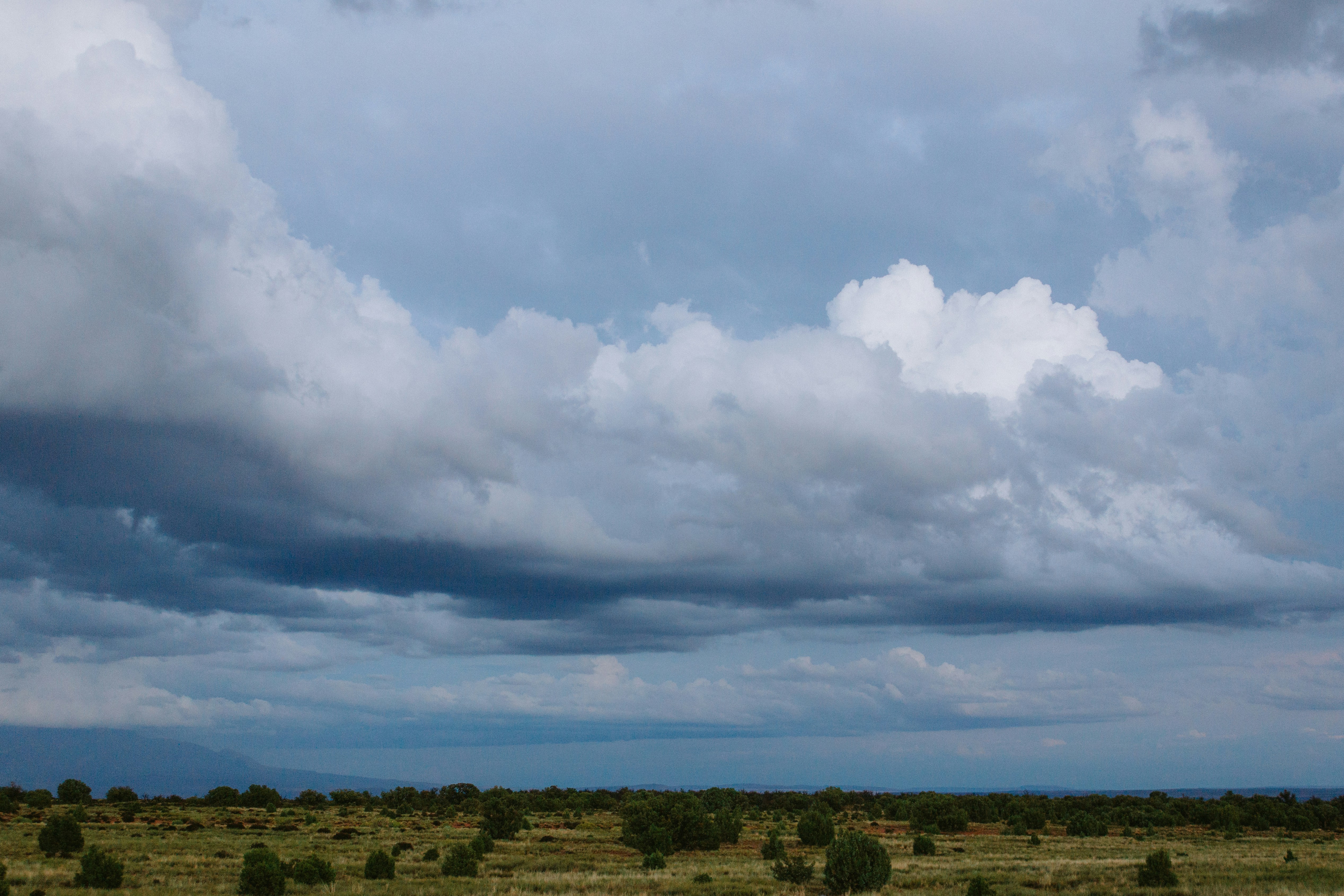 A herd of cattle grazing on a lush green field