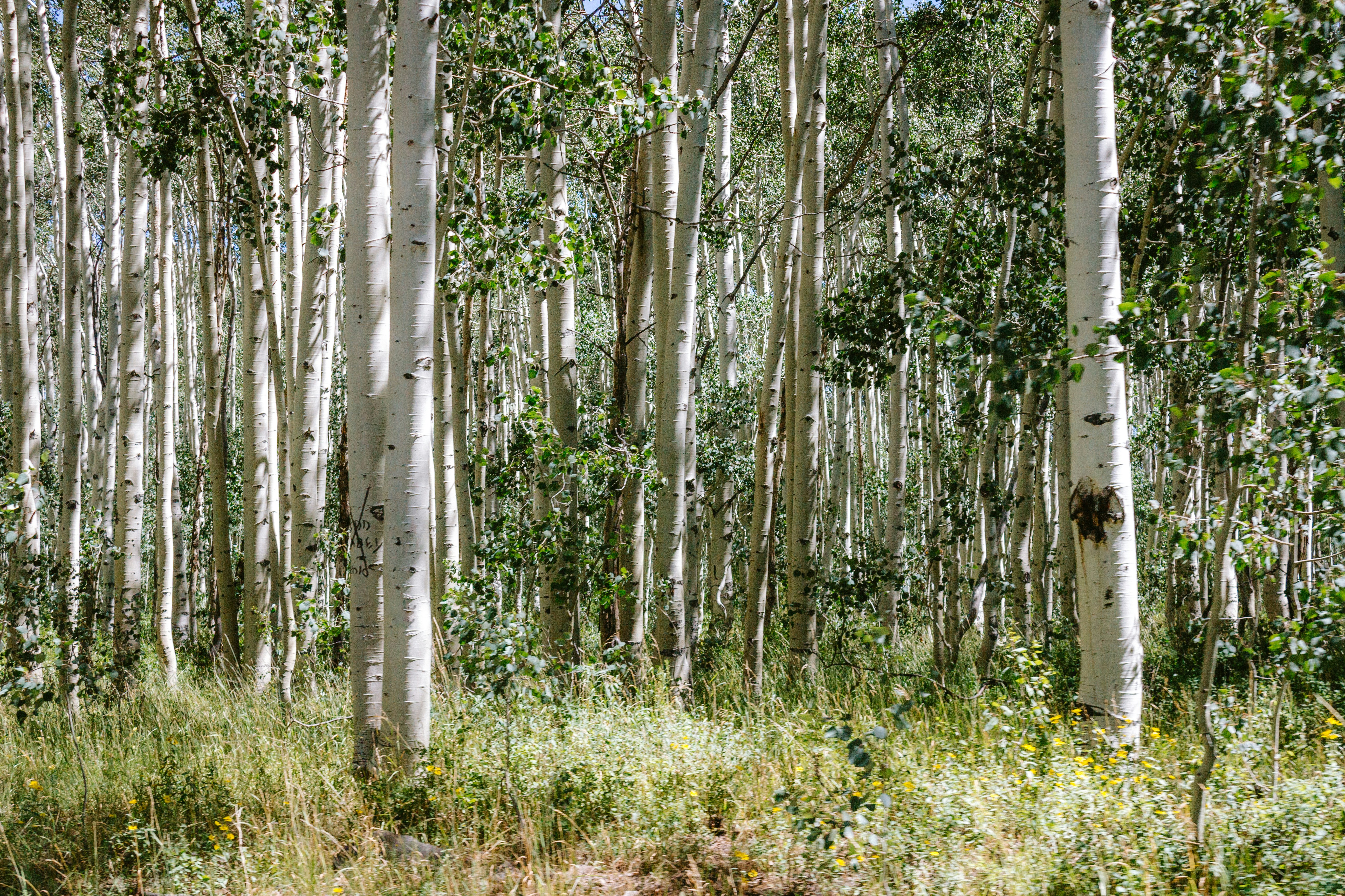 A forest filled with lots of tall trees