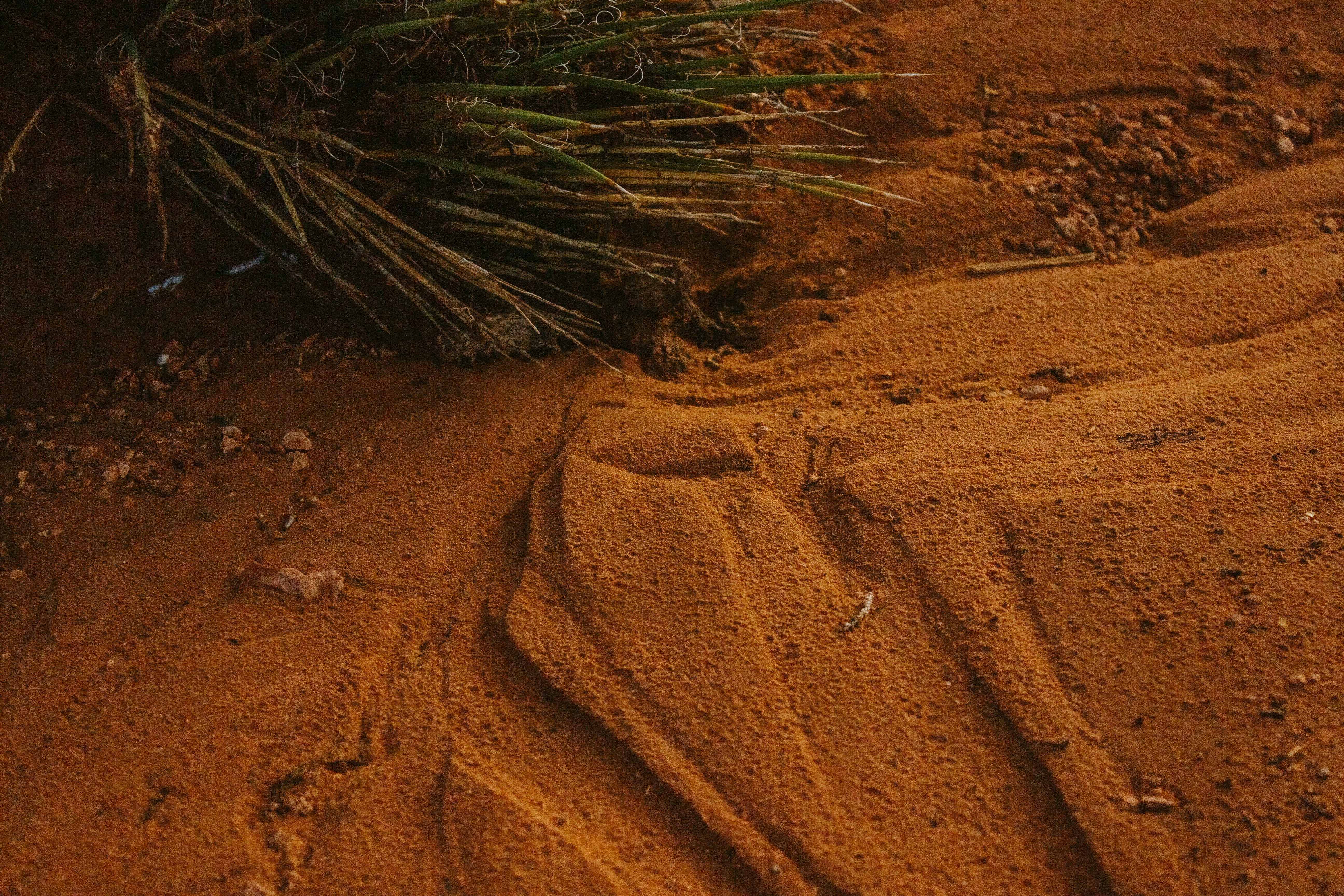 Une plante qui pousse dans la terre