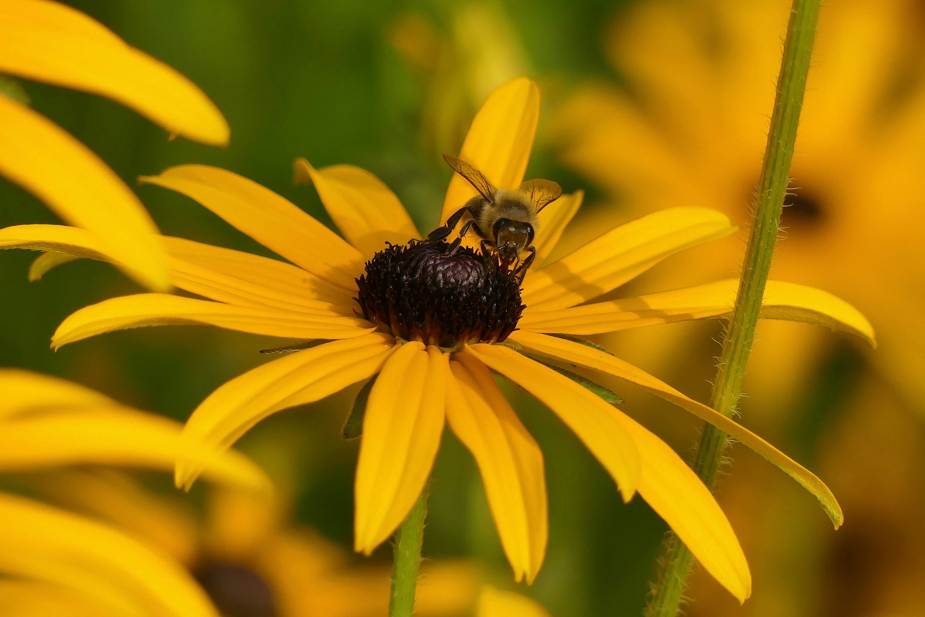 A bee pollinator on a yellow flower