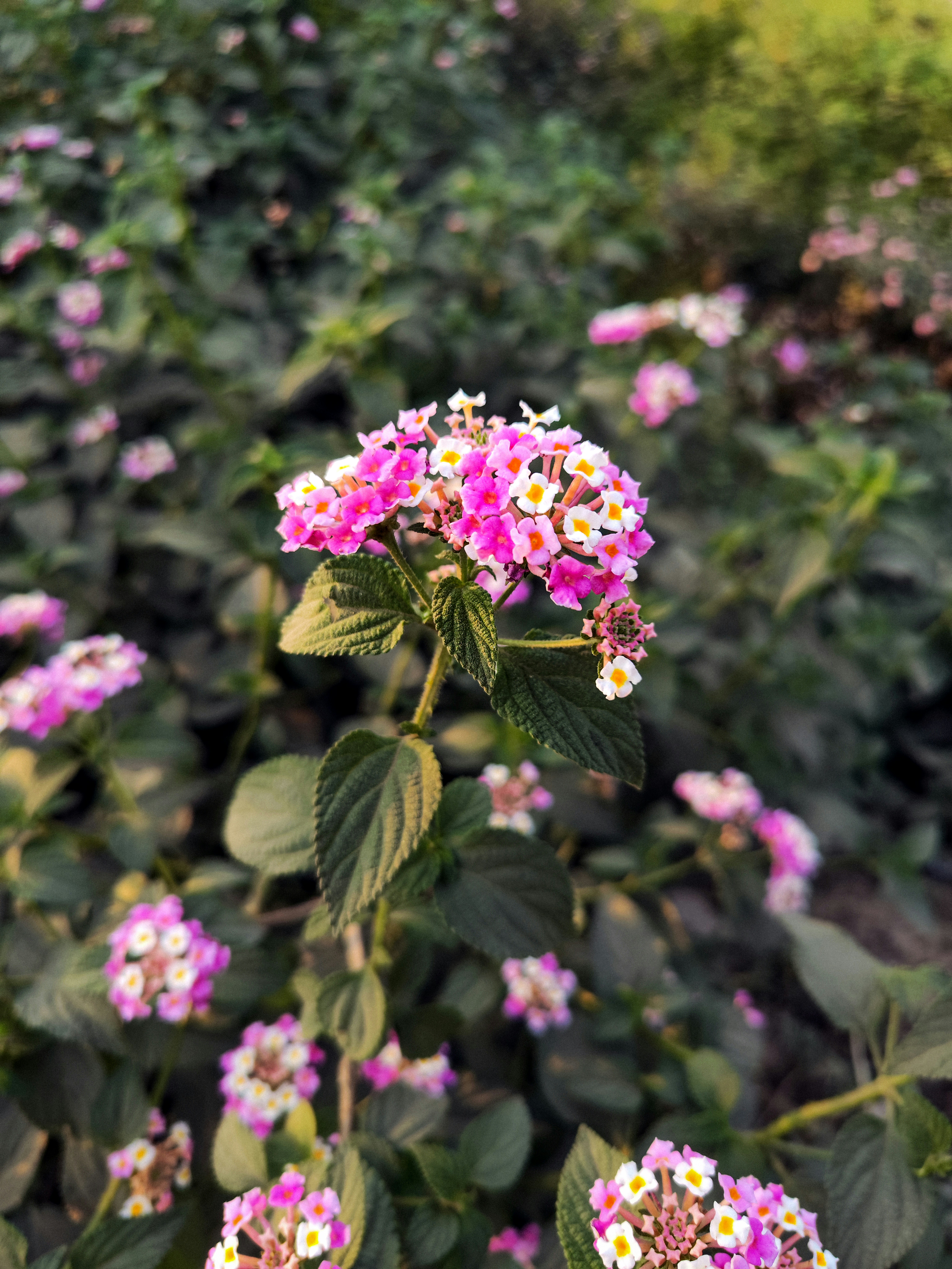 An Indian professional working on a laptop.