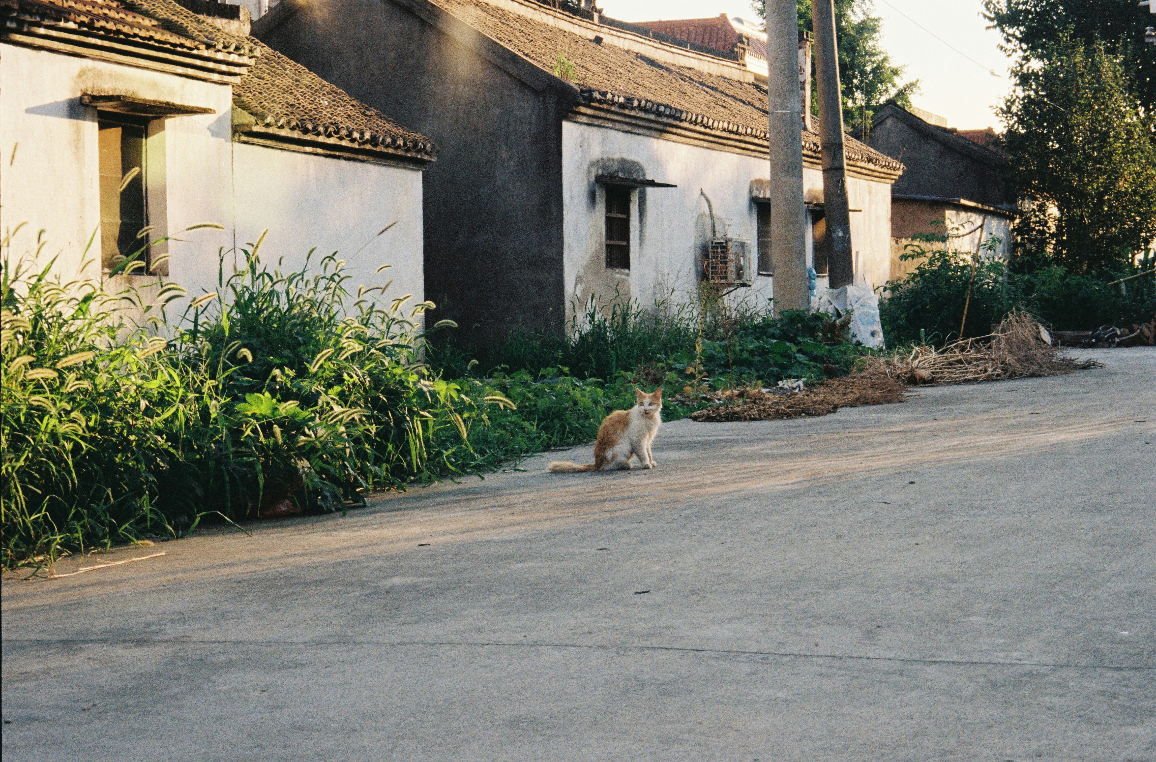 Living Environments: Urban vs. Rural Rhythms (image credits: unsplash)