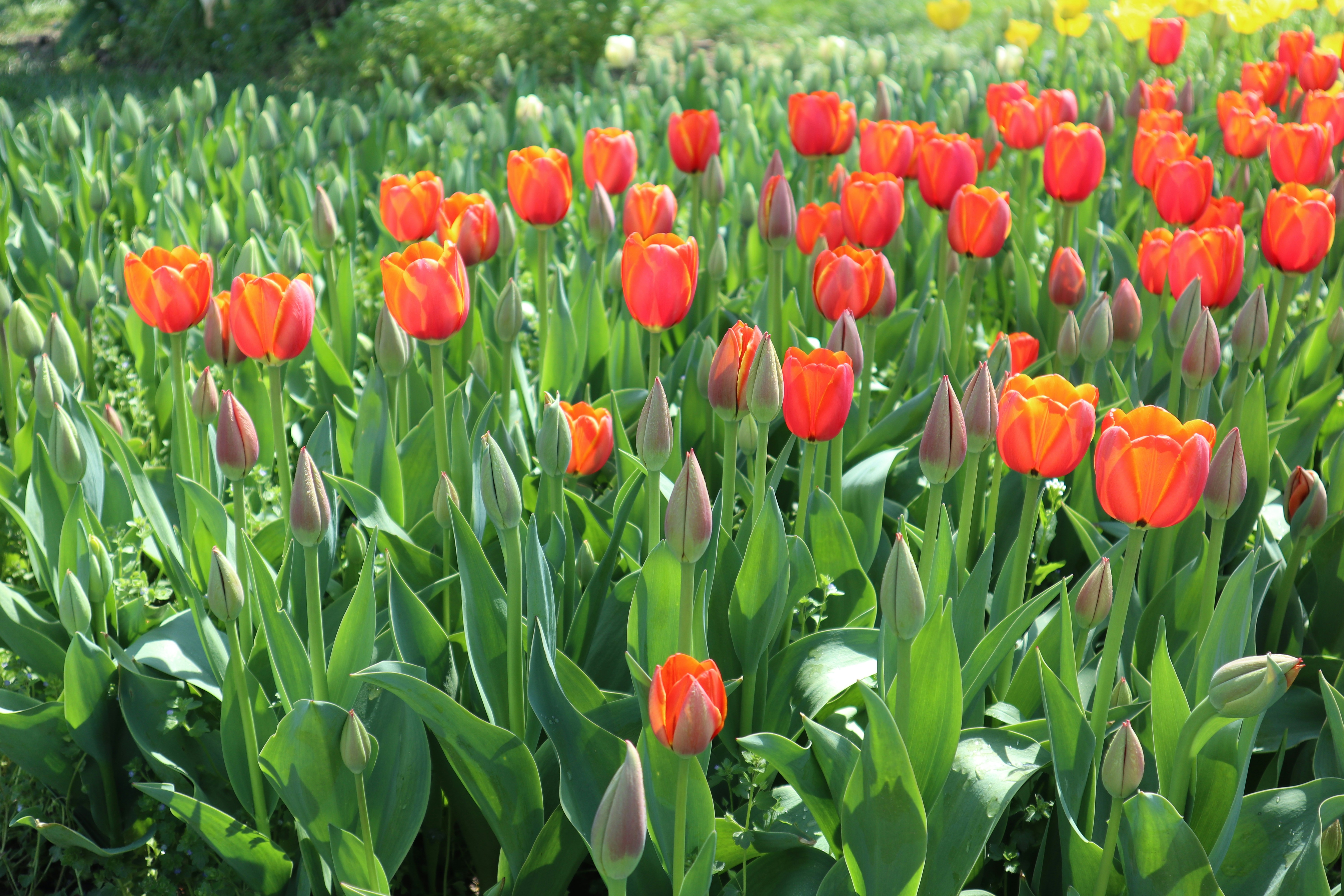 Photo by balint_miko