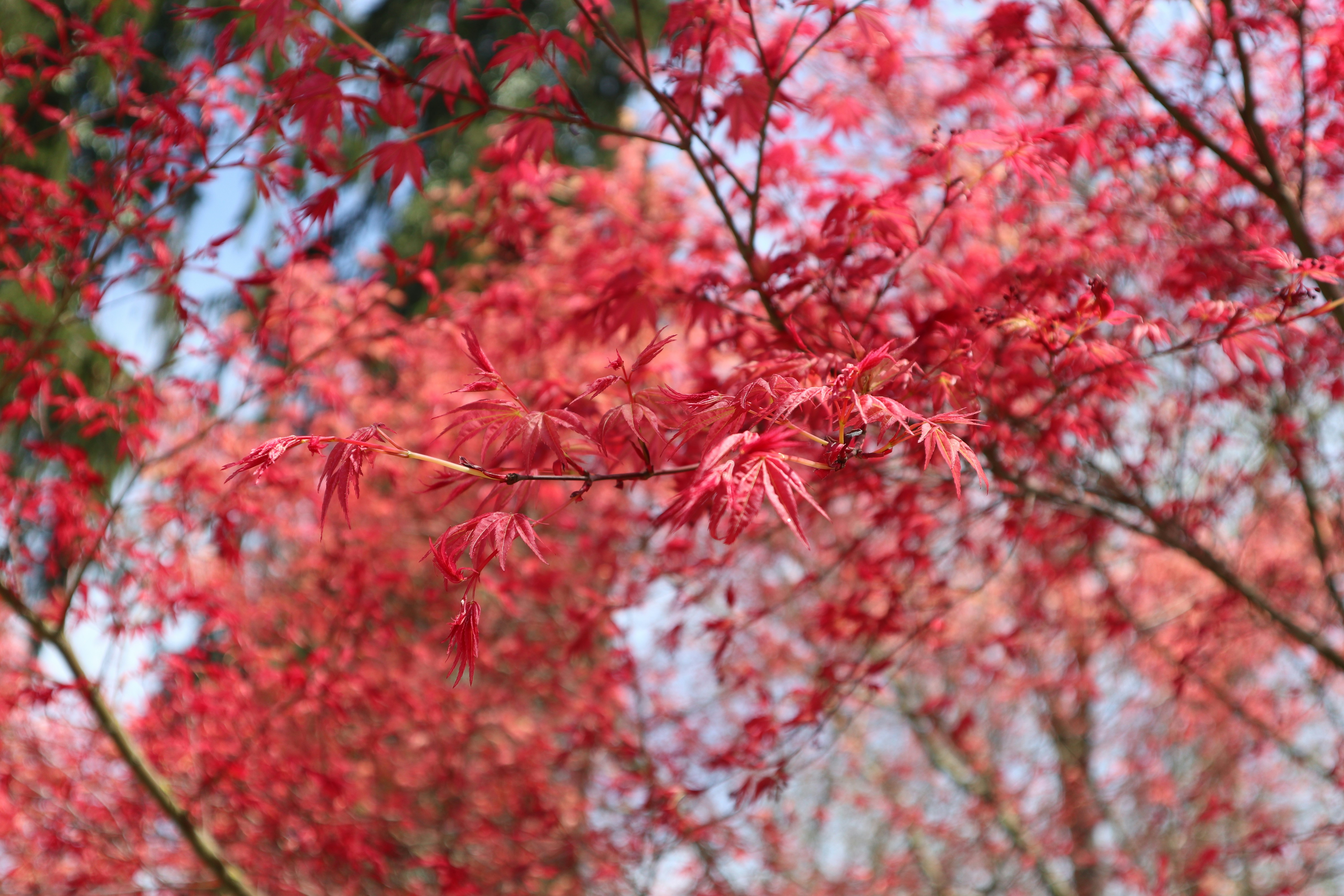 Photo by balint_miko