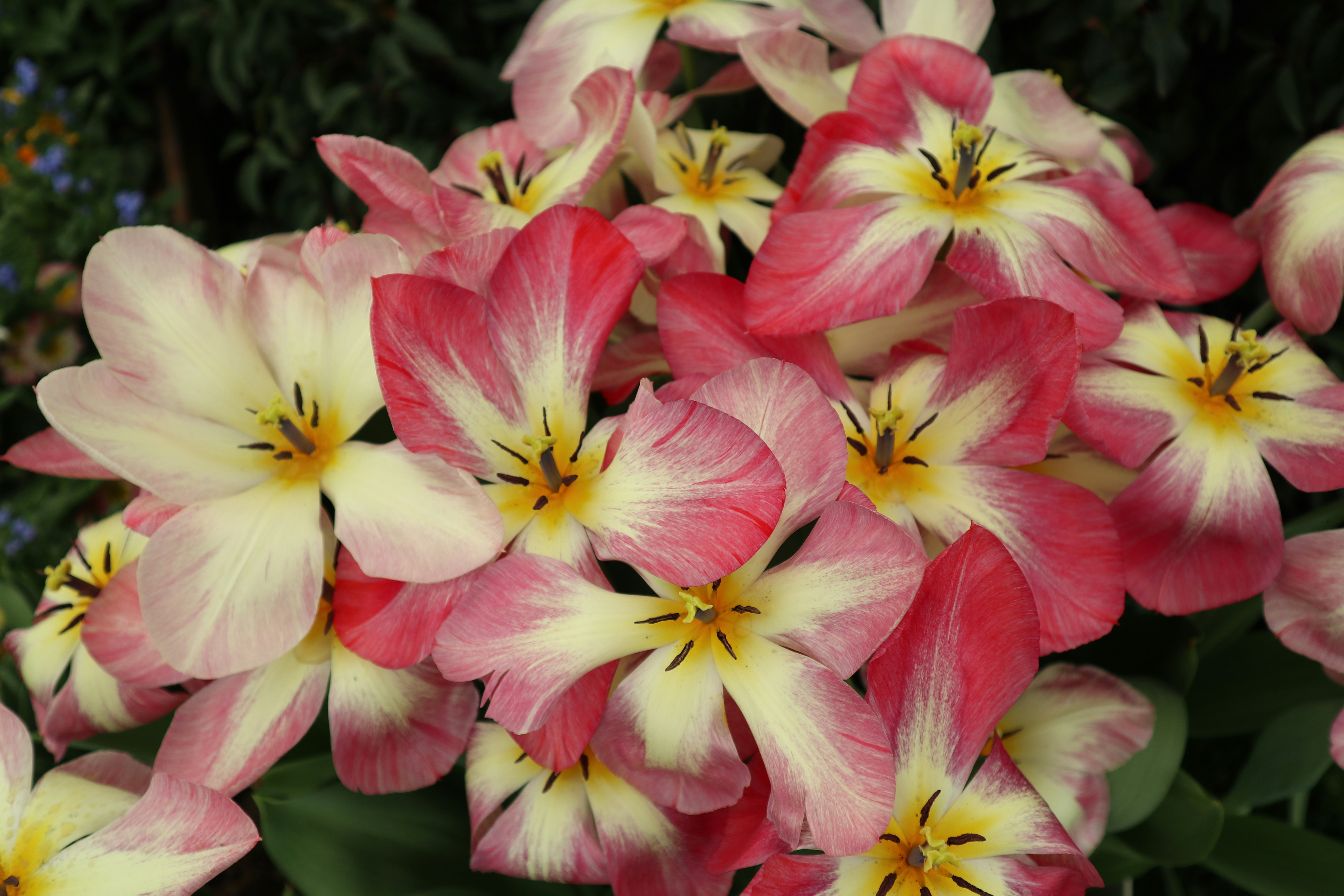 Photo by balint_miko