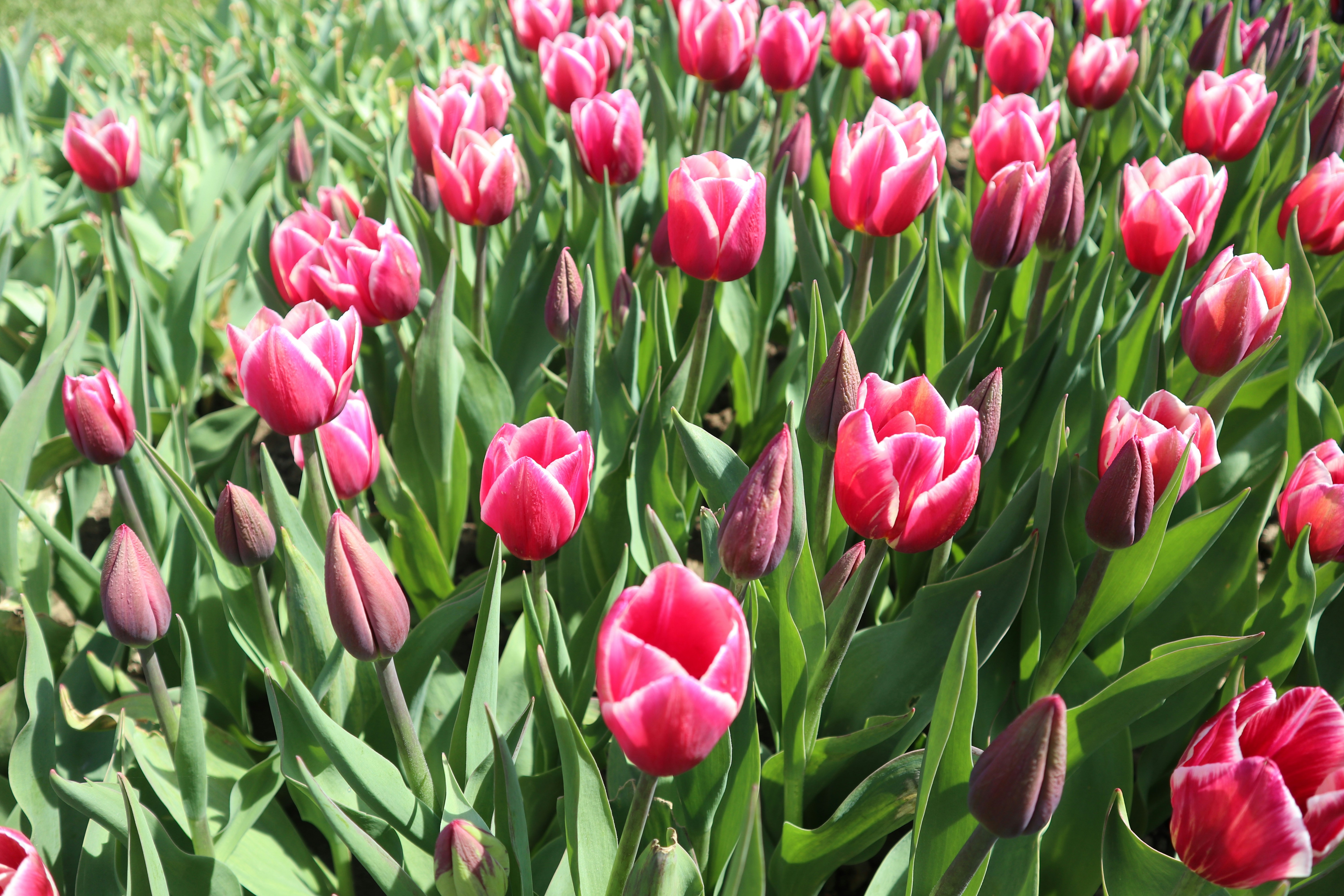 Photo by balint_miko