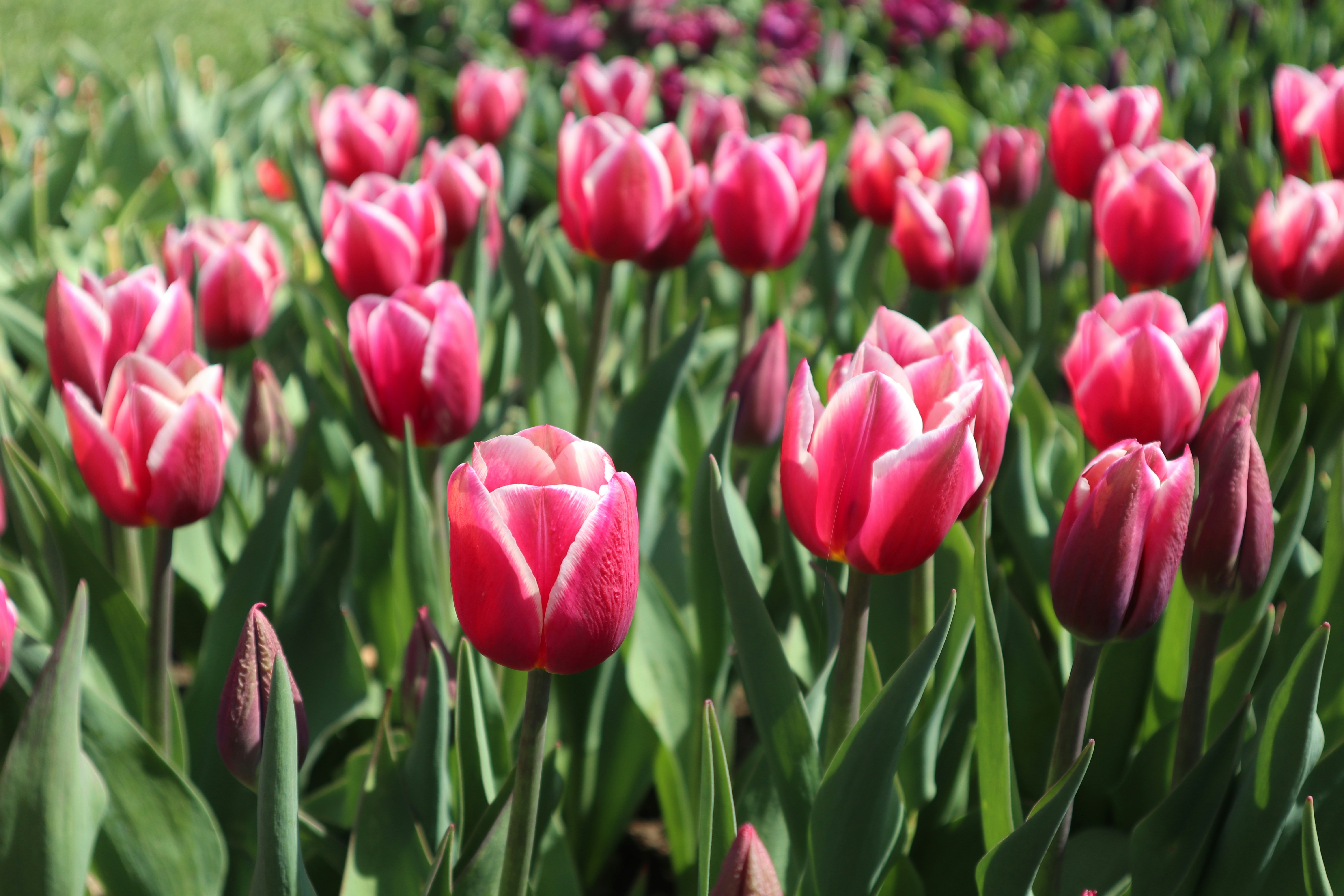 Photo by balint_miko