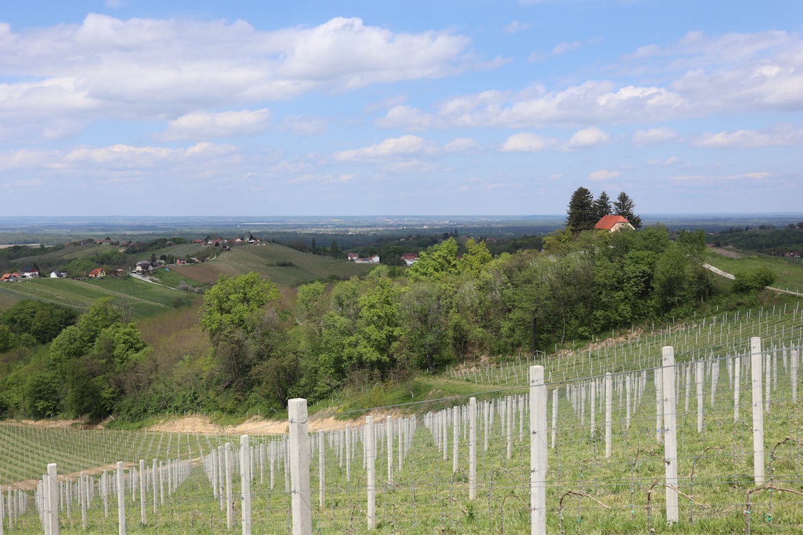 Weinberge in der S&uuml;dsteiermark
