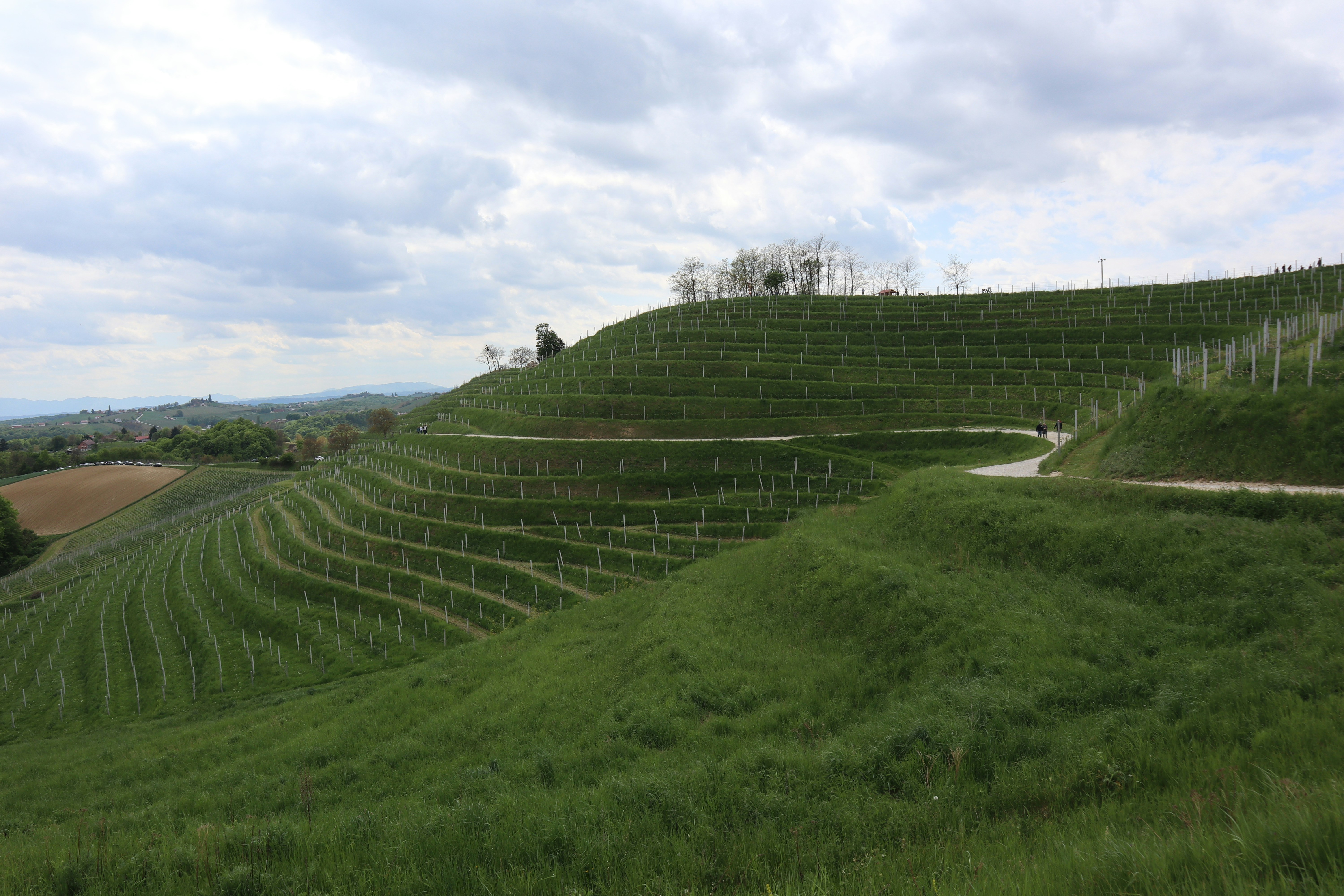 Conegliano Valdobbiadene vineyard terraces
