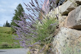 A purple flower growing out of the side of a rock wall