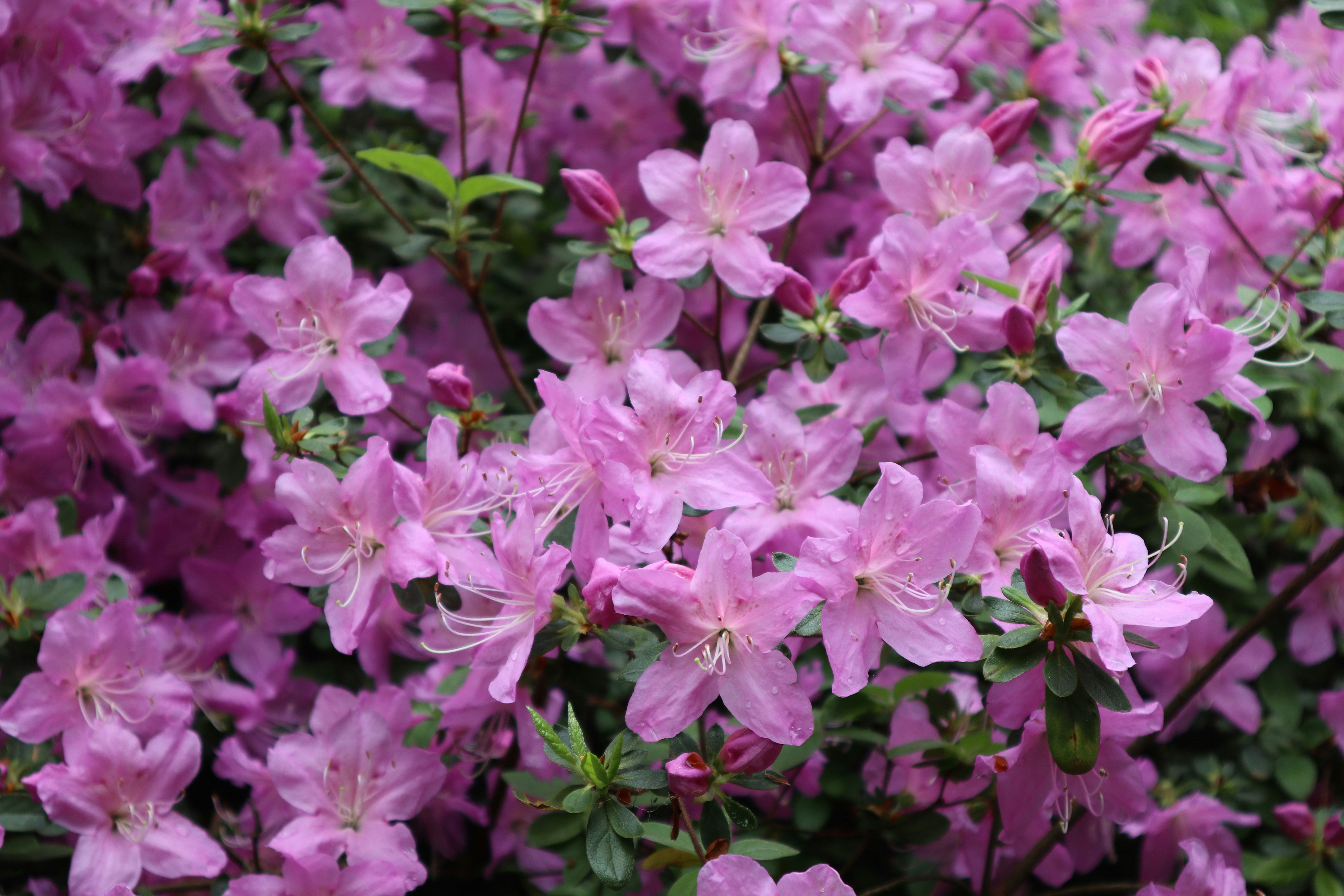 Photo by balint_miko