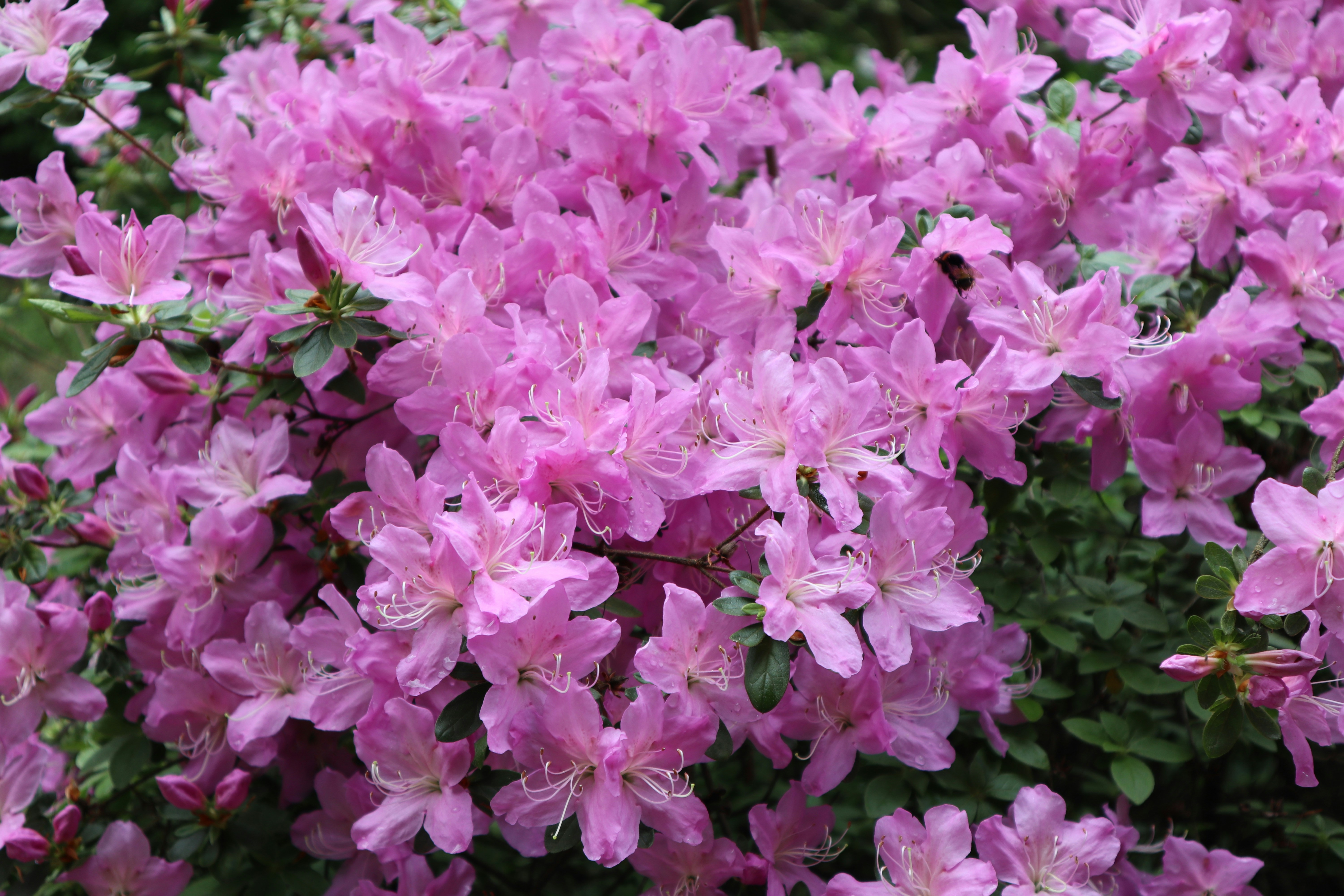 Photo by balint_miko