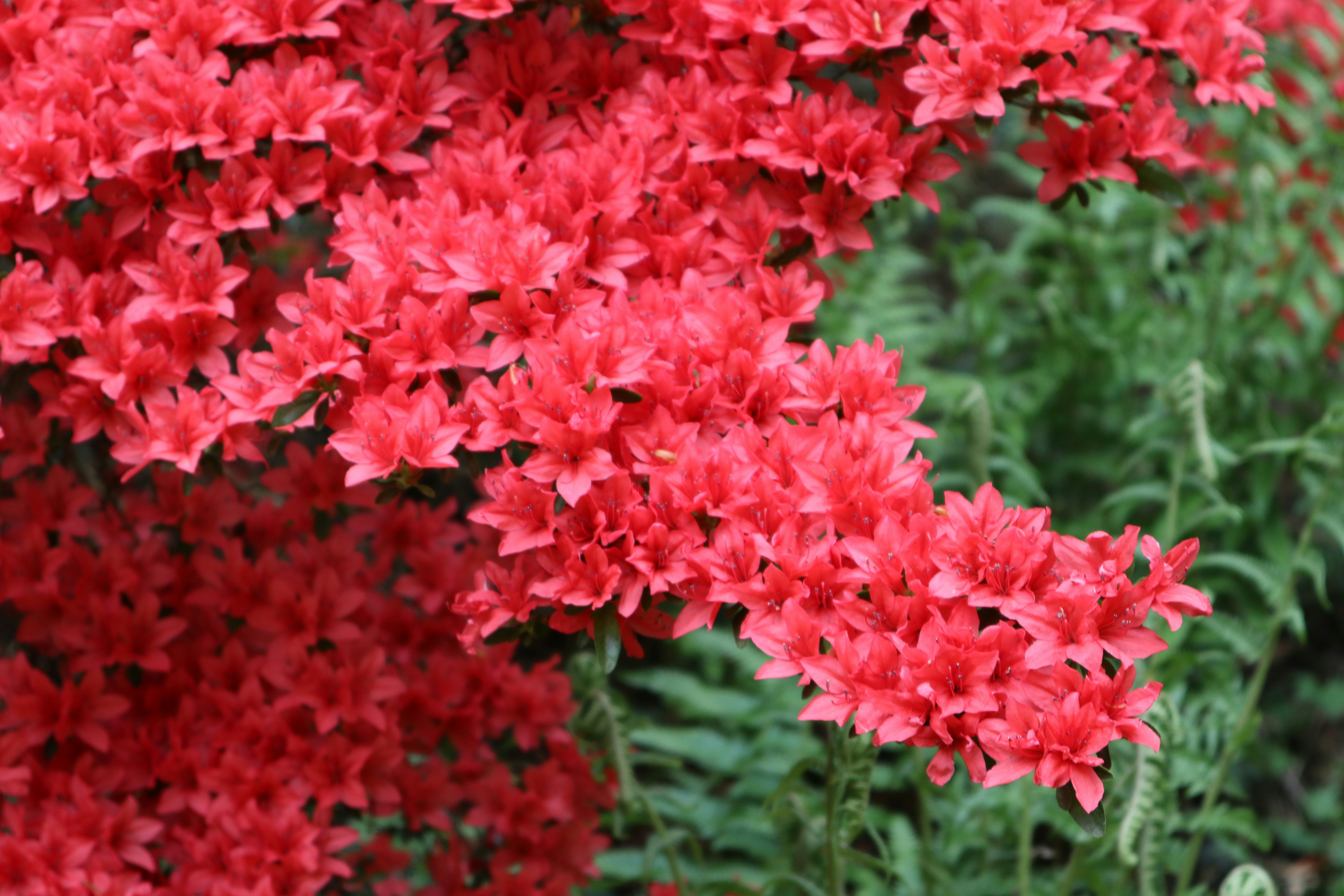 Photo by balint_miko