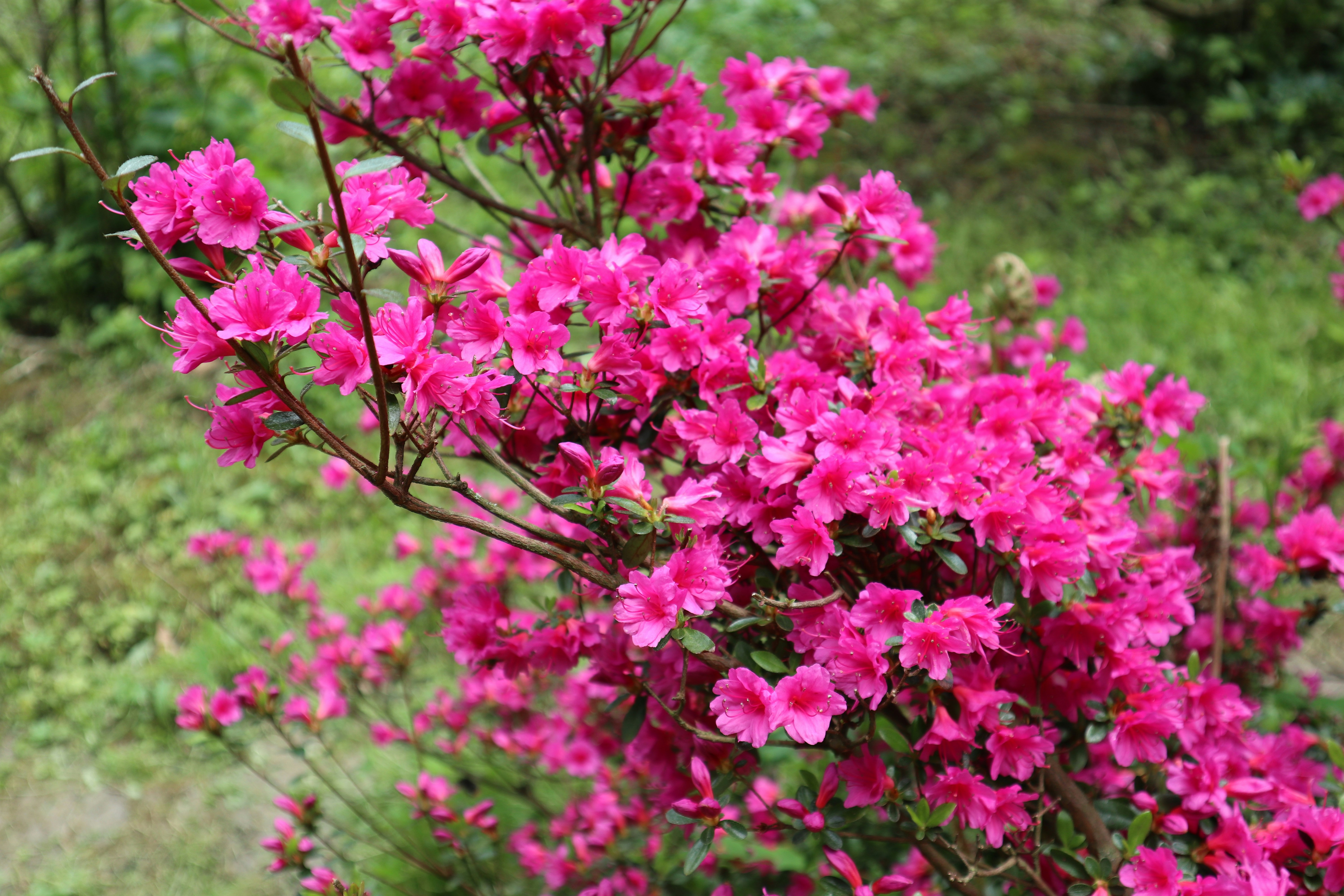 Photo by balint_miko