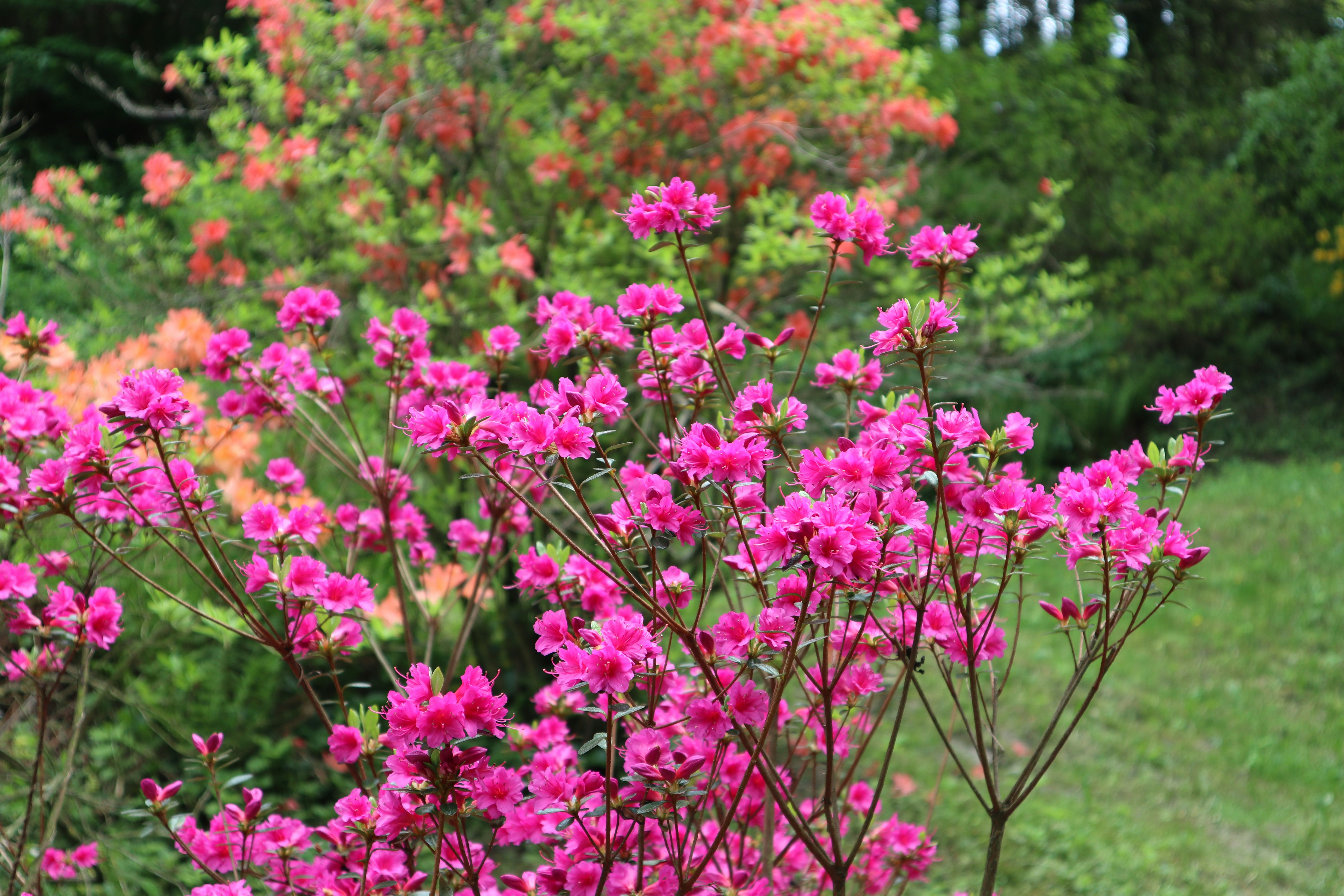 Photo by balint_miko