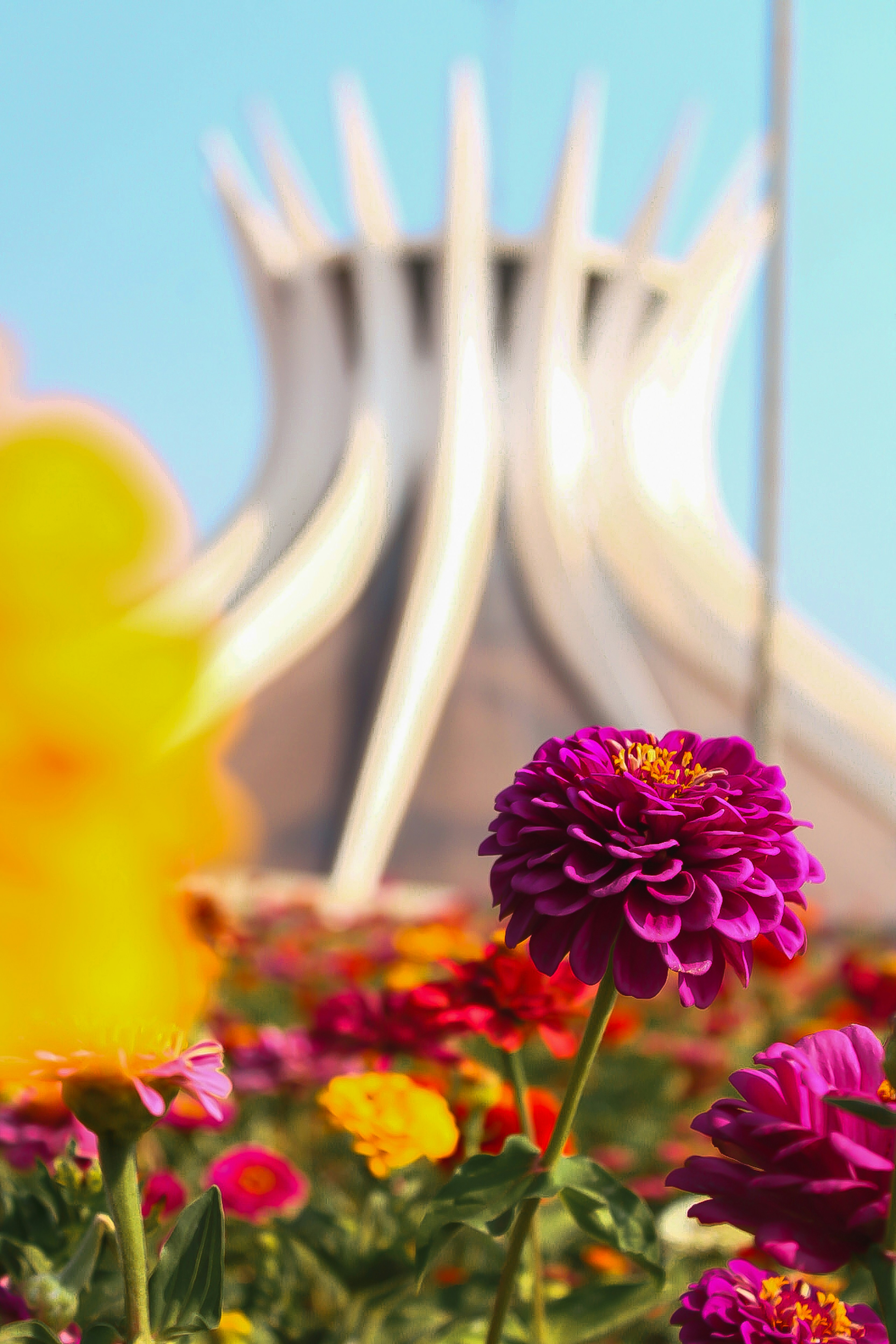 A field of flowers with a building in the background