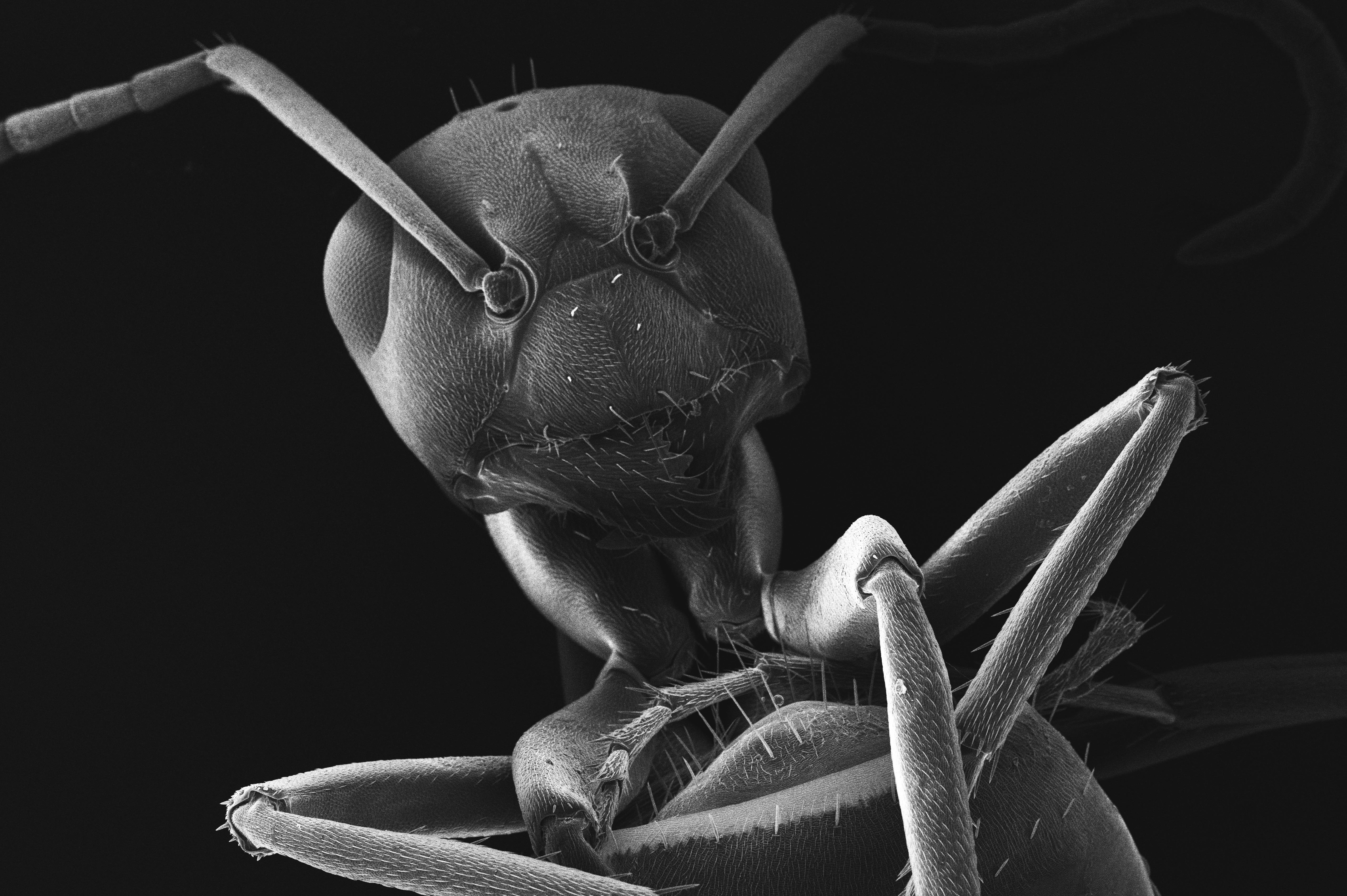 A black and white photo of a praying insect