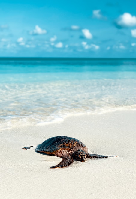 A sea turtle is laying on the beach