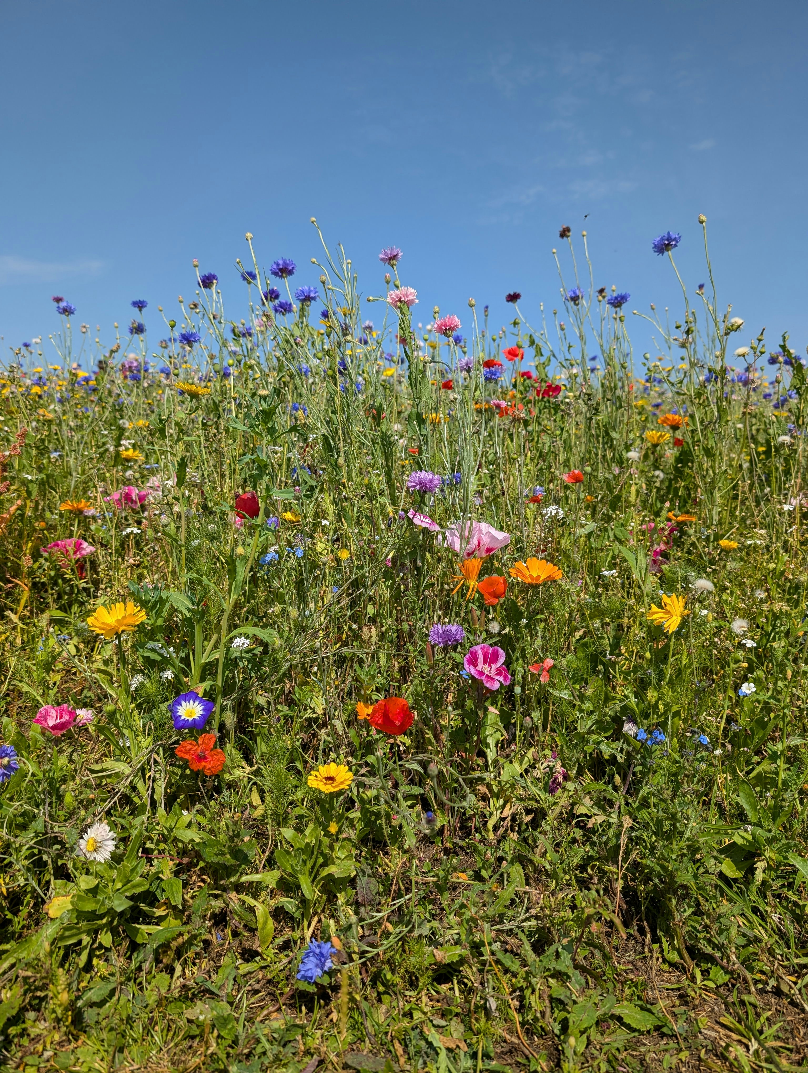 Un champ de fleurs sauvages avec un ciel bleu en arrière-plan