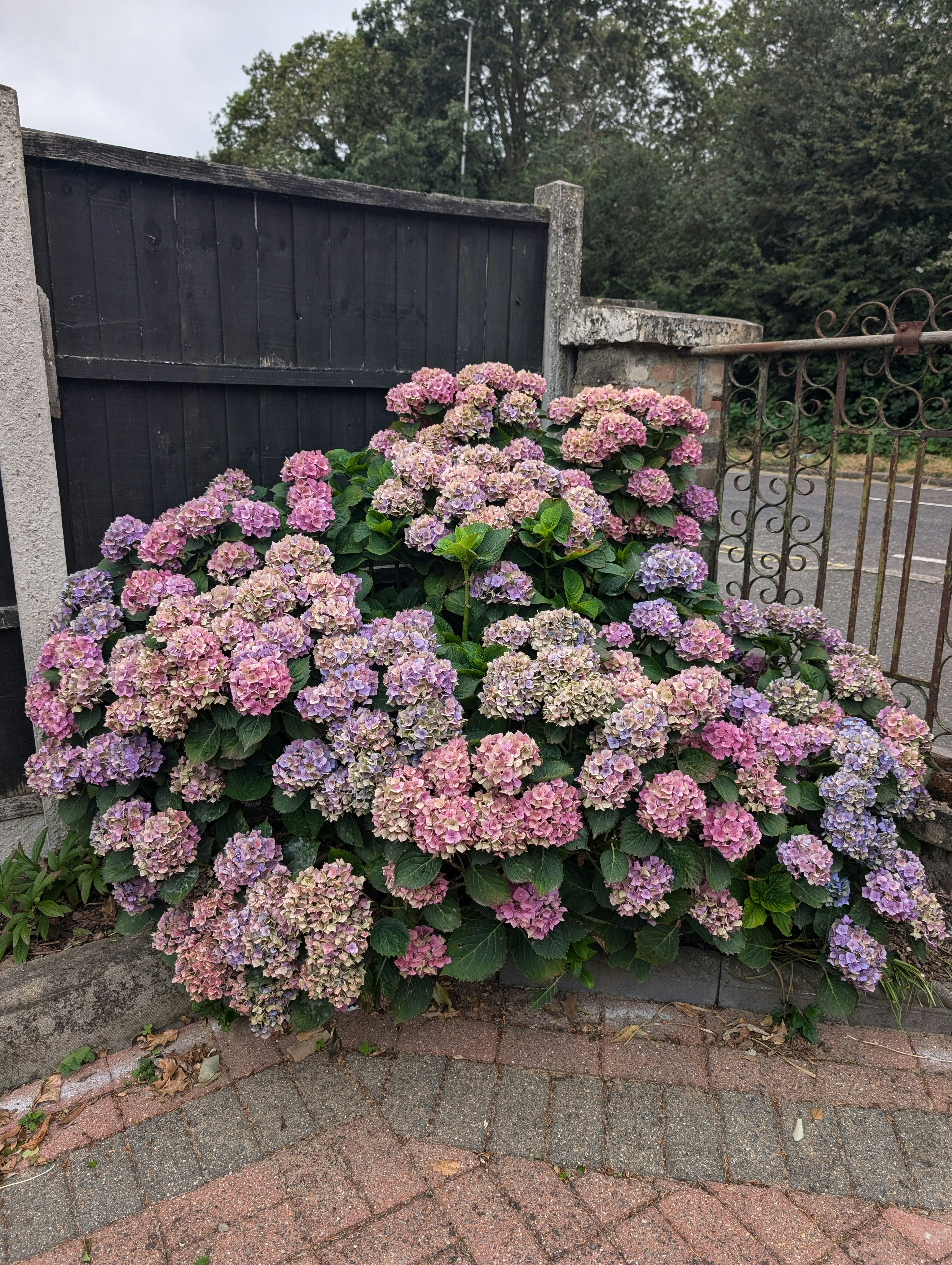 Un bouquet de fleurs qui se trouvent près d’une clôture