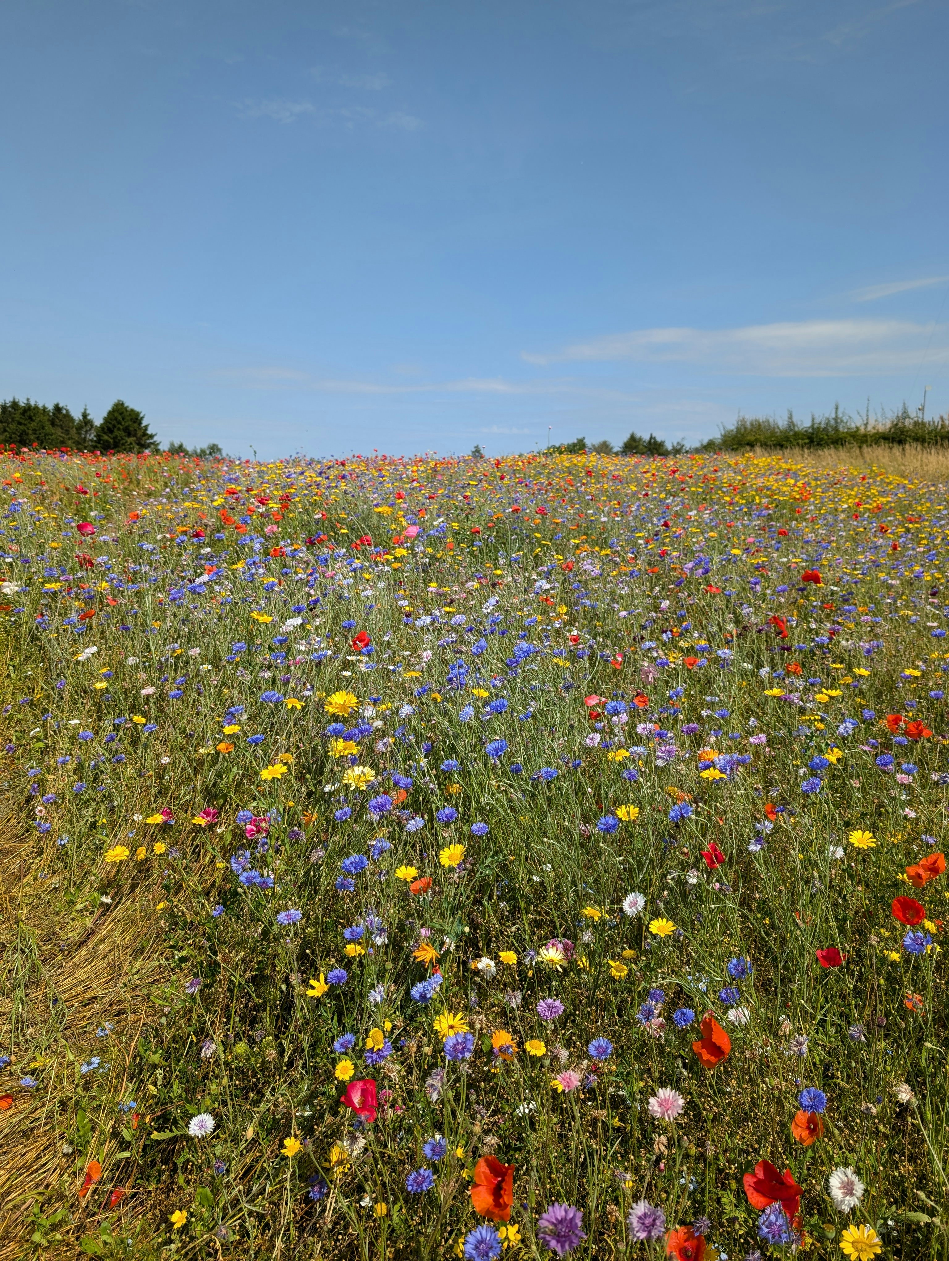 Un champ plein de fleurs sauvages sous un ciel bleu