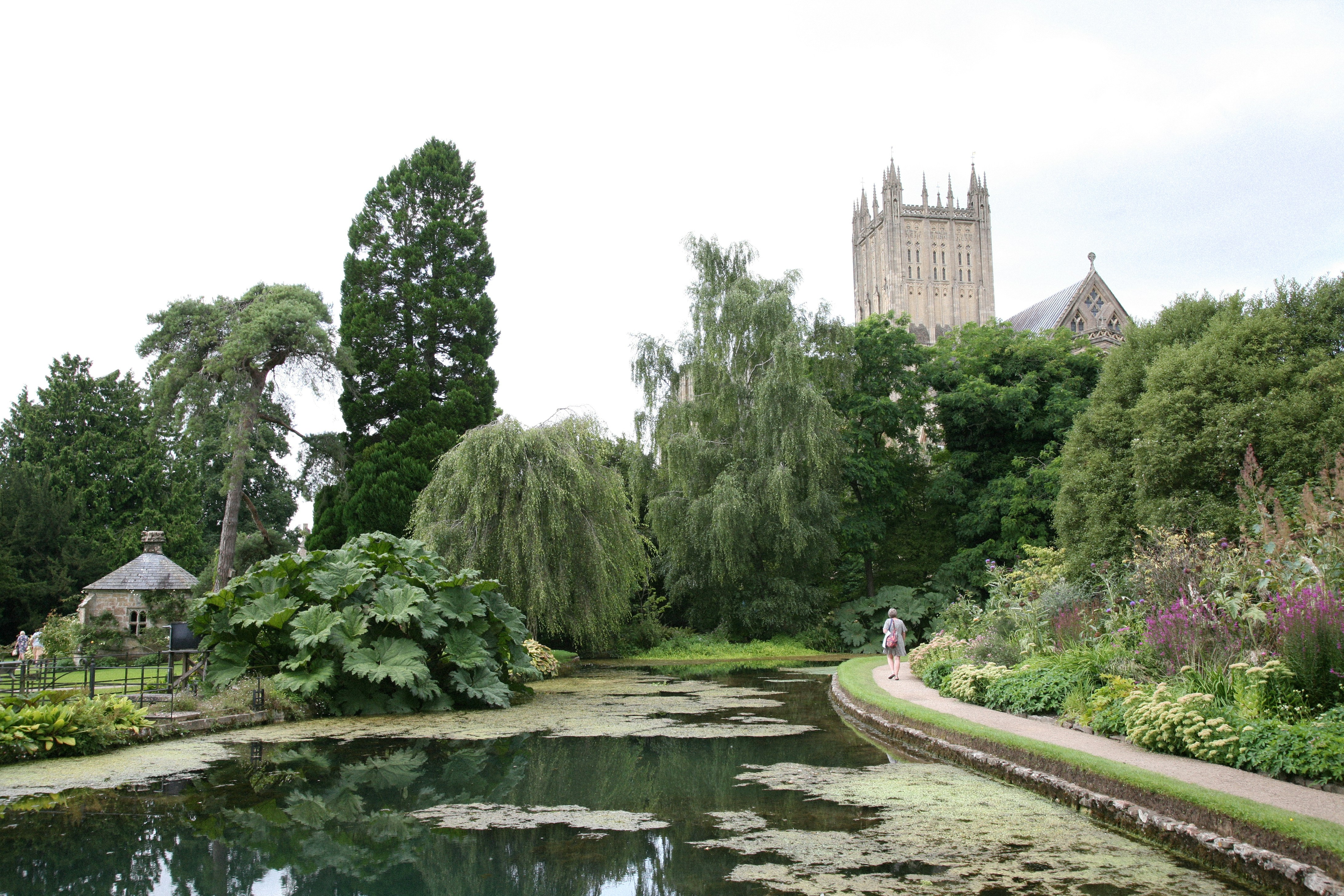 A pond with lily pads and a church in the background