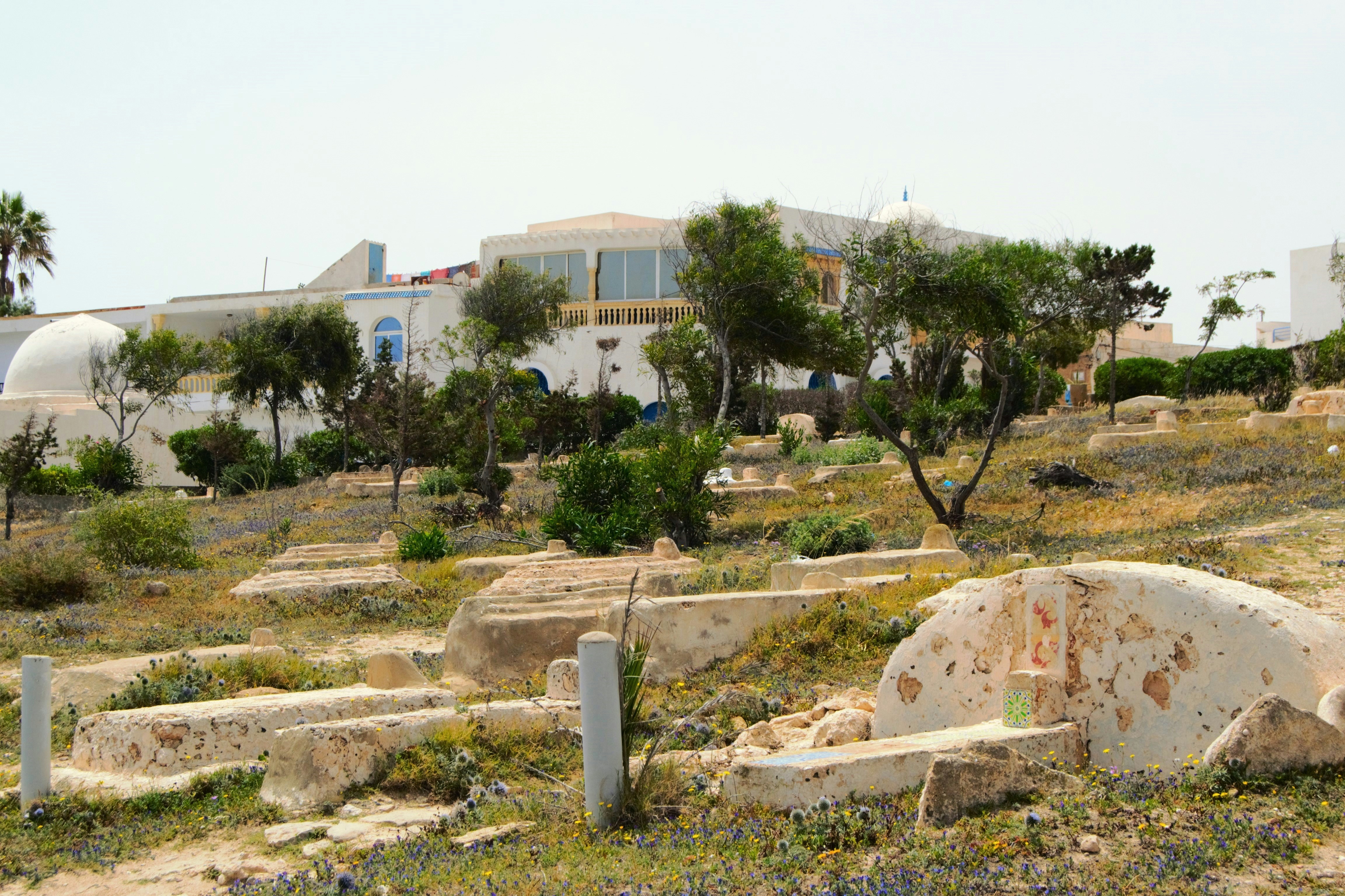 The Dog Burials of Ashkelon: Honoring Man’s Best Friend (image credits: unsplash)