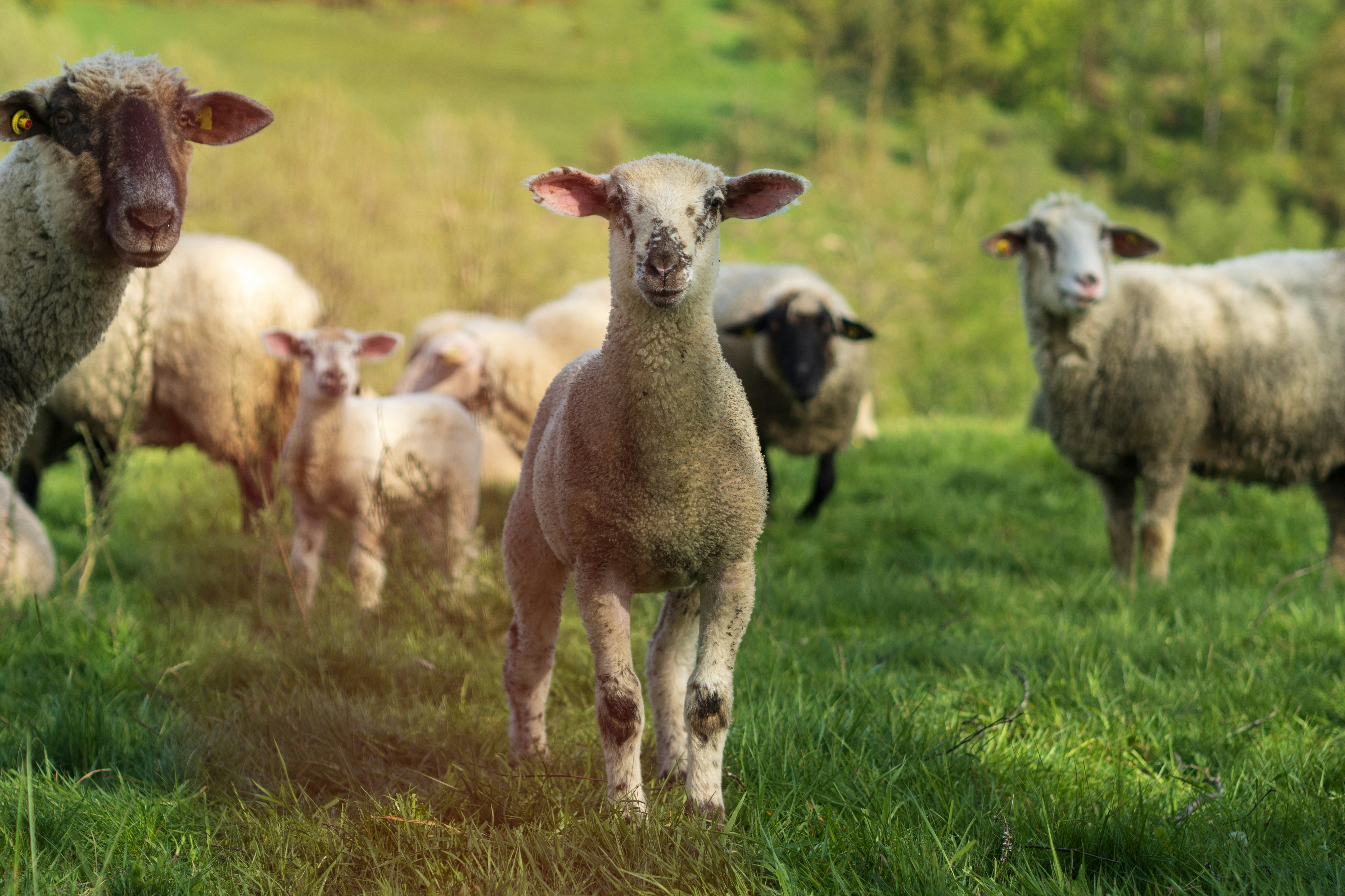A herd of sheep standing on top of a lush green field
