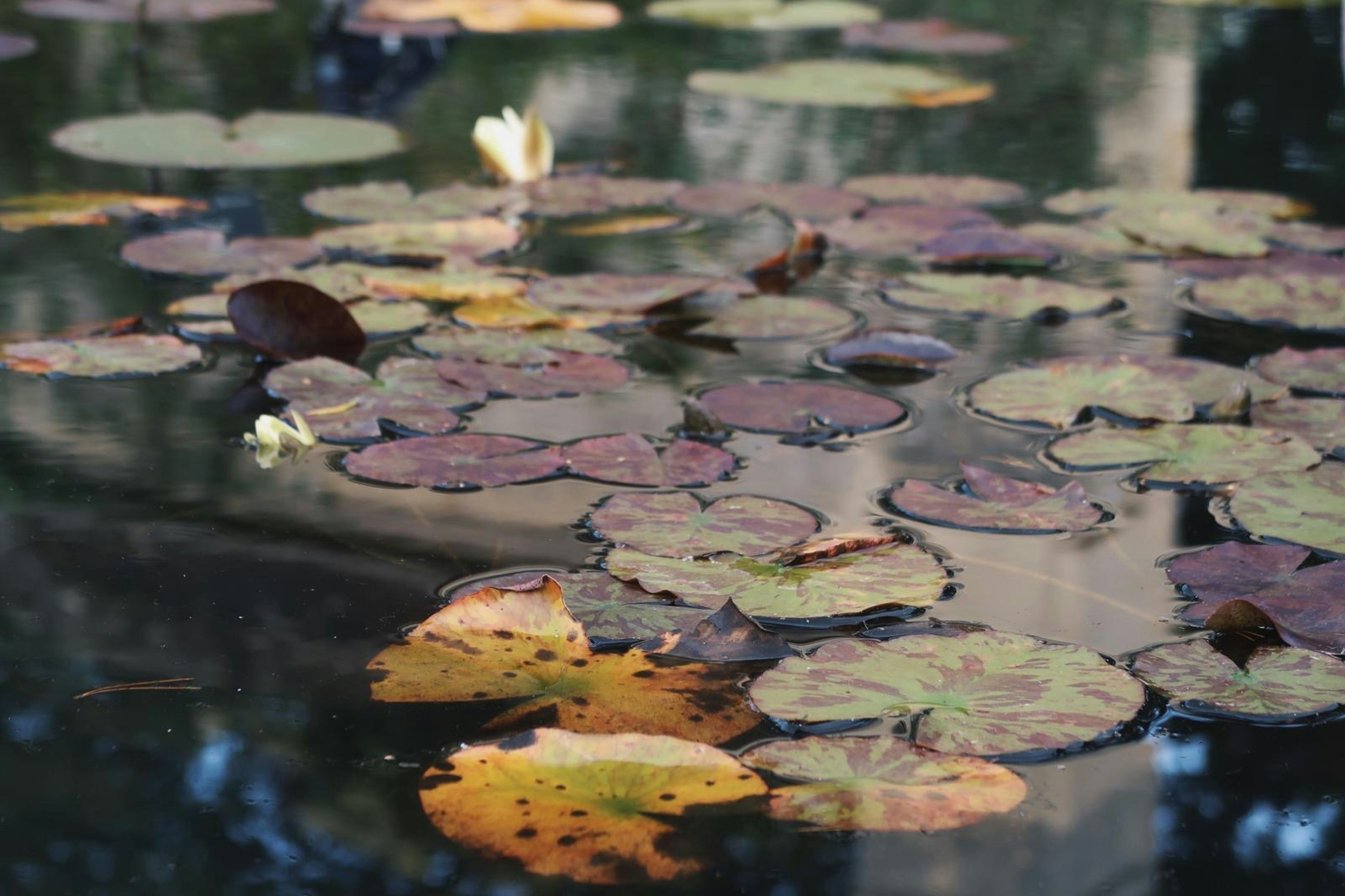 Photo by humansmadethis