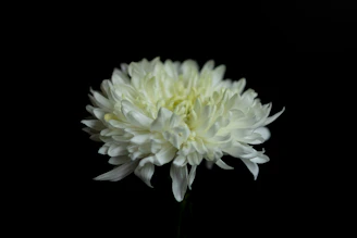 A white flower on a black background